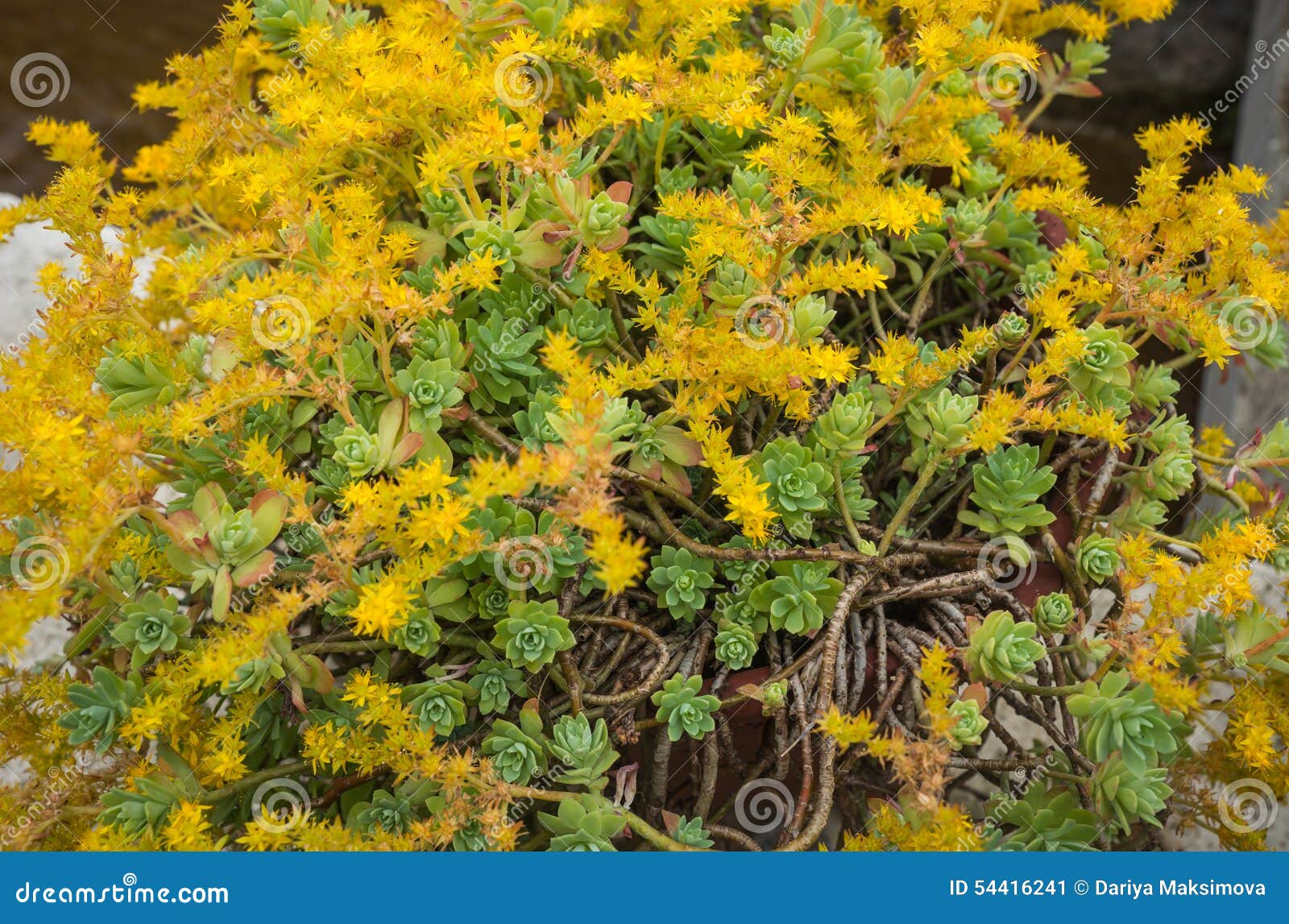 Blooming Yellow Flowers Succulents Northern Greece Stock Photos ...