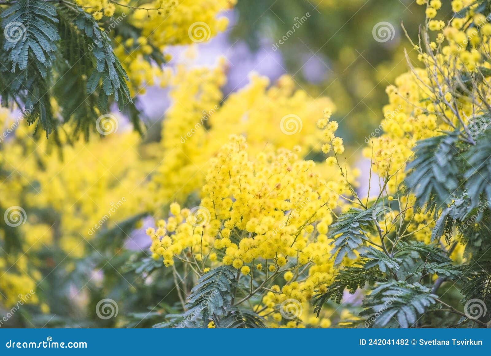 Blooming Yellow Mimosa Tree Stock Photo Image of outdoors, tree