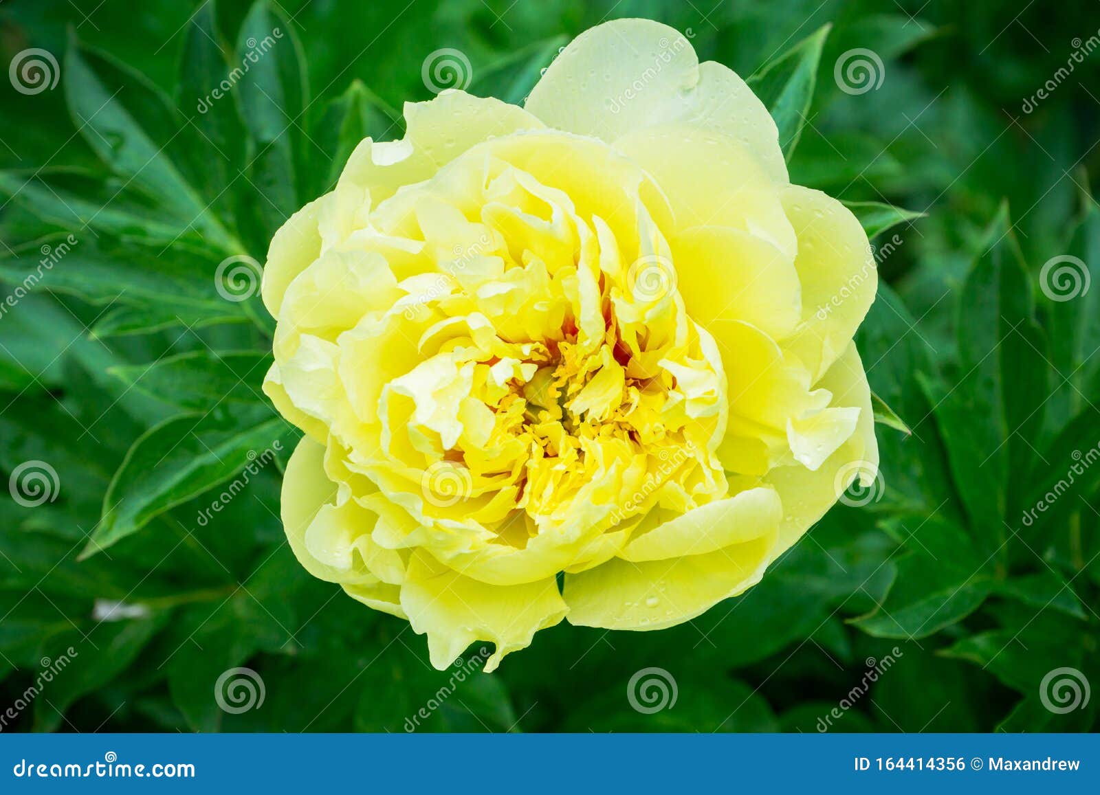 Blooming Yellow Peony `Garden Treasure` In The Garden Stock Photo