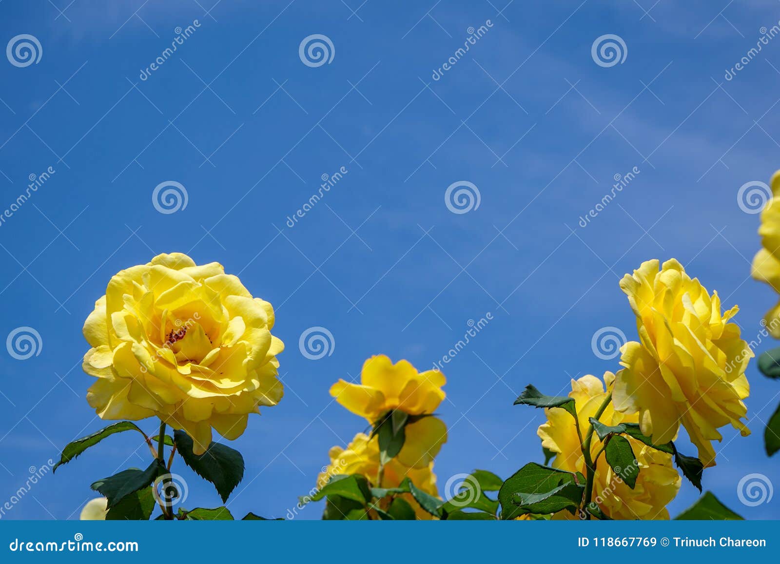 Blooming Yellow Rose Garden With Green Leaves On Light Blue Sky