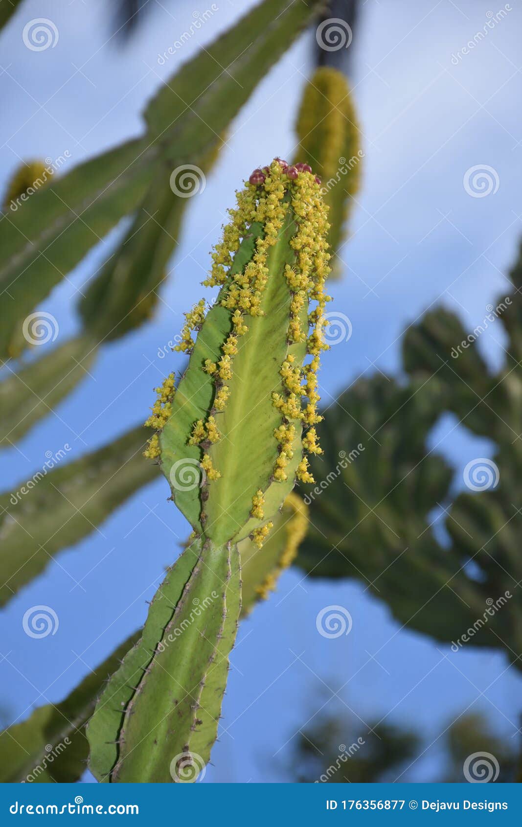 Blooming Yellow Succulent Cactus Flowering on a Sunny Day Stock Image