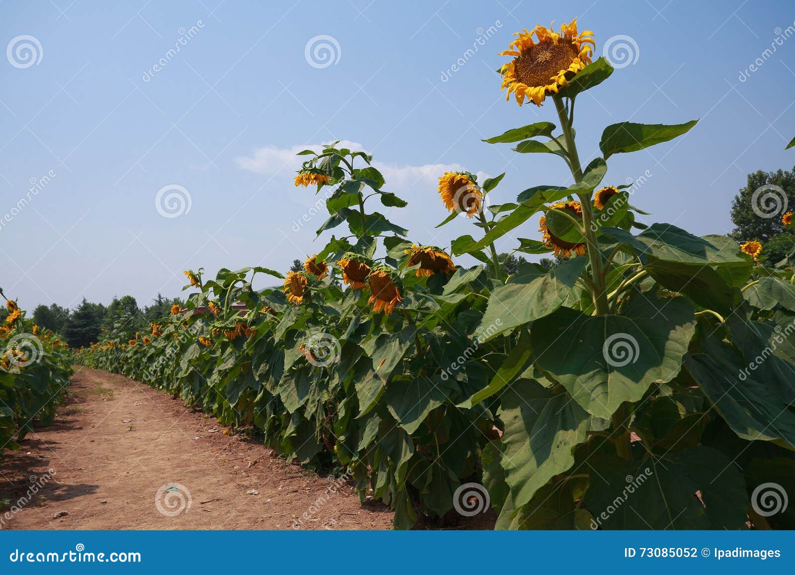 Blooming Yellow Sunflower Crops in Spring Stock Photo Image of flower
