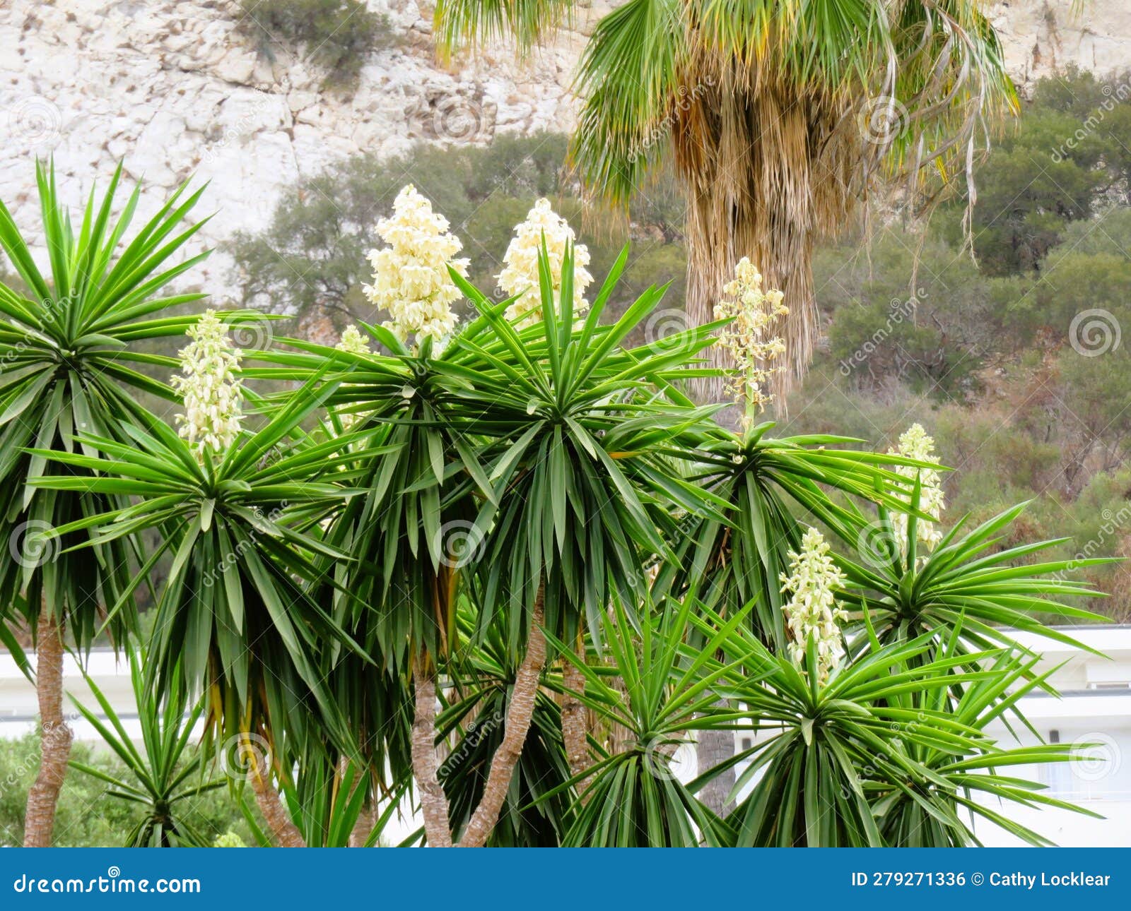 Blooming Yuca Plant Growing in a Garden Stock Photo Image of growing