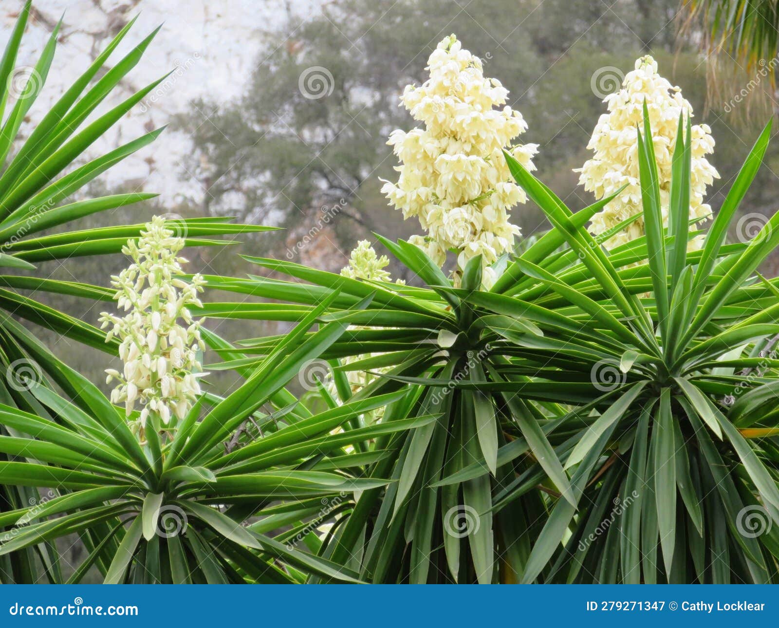 Blooming Yuca Plant Growing in a Garden Stock Image Image of petal, plant 279271347