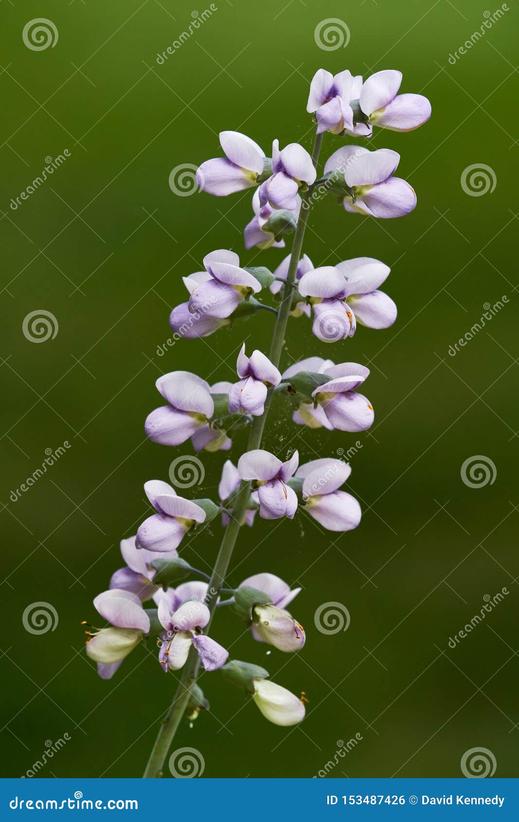 the blooms of baptisia against a green  background