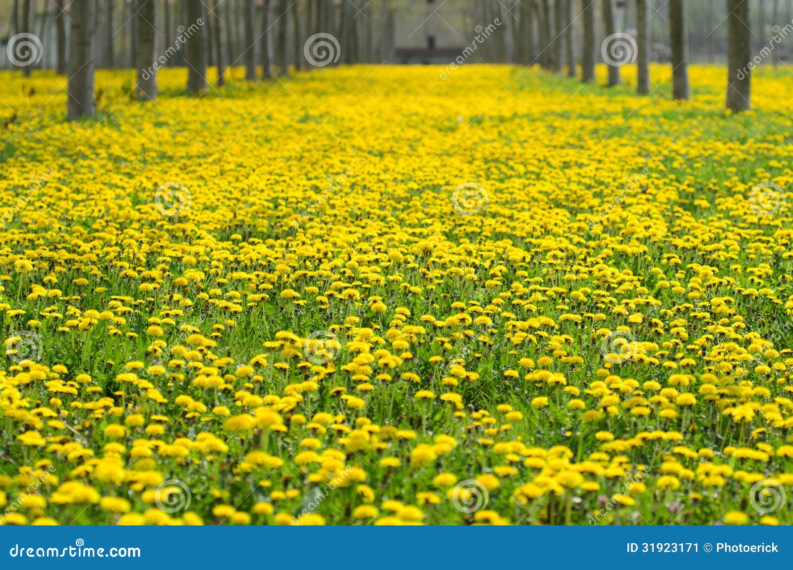 Blooms and Respiratory Allergies Stock Image Image of yellow, poplar