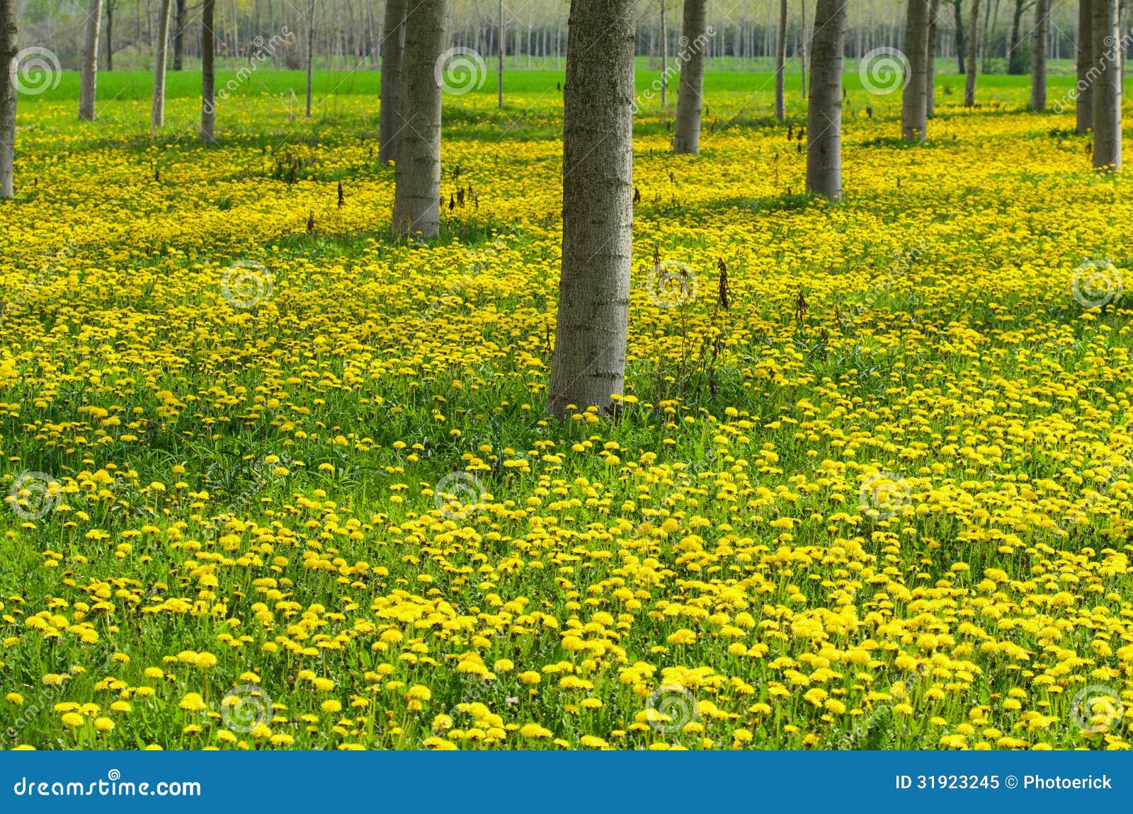 Blooms and Respiratory Allergies Stock Image Image of meadow, blooms