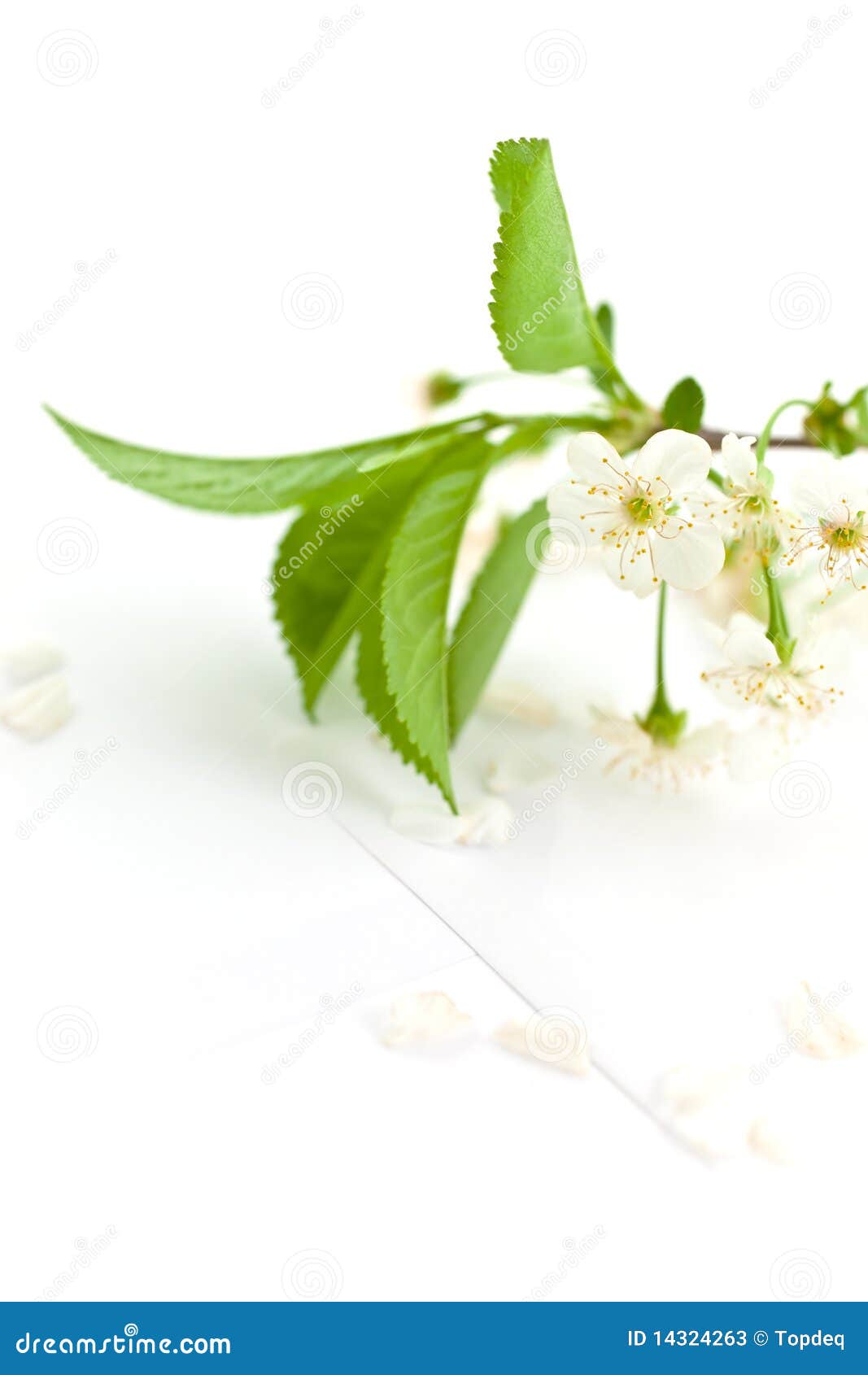 bloomy cherry branch on a paper envelope