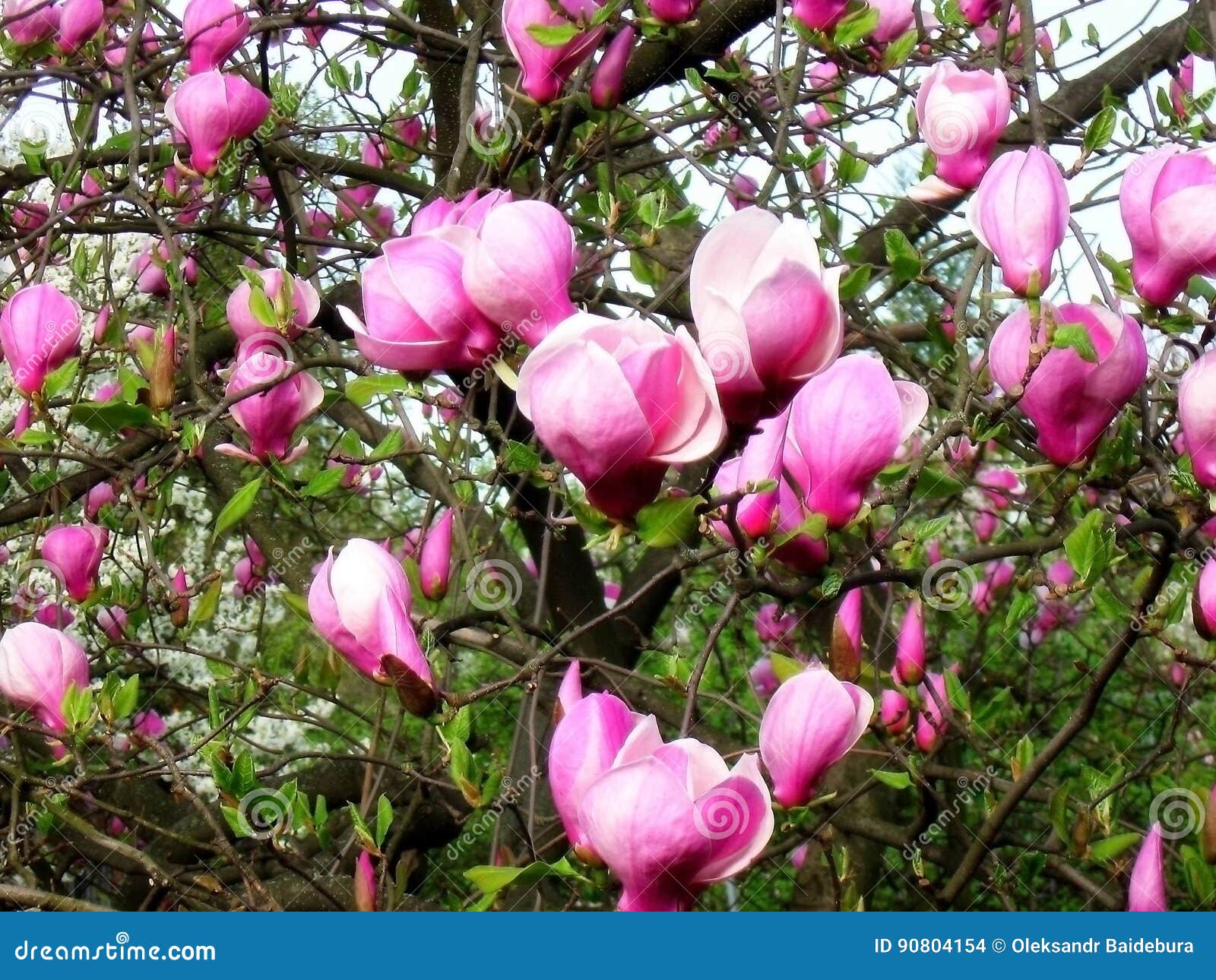 Bloomy Magnolia Tree with Big Pink Flowers Stock Photo - Image of