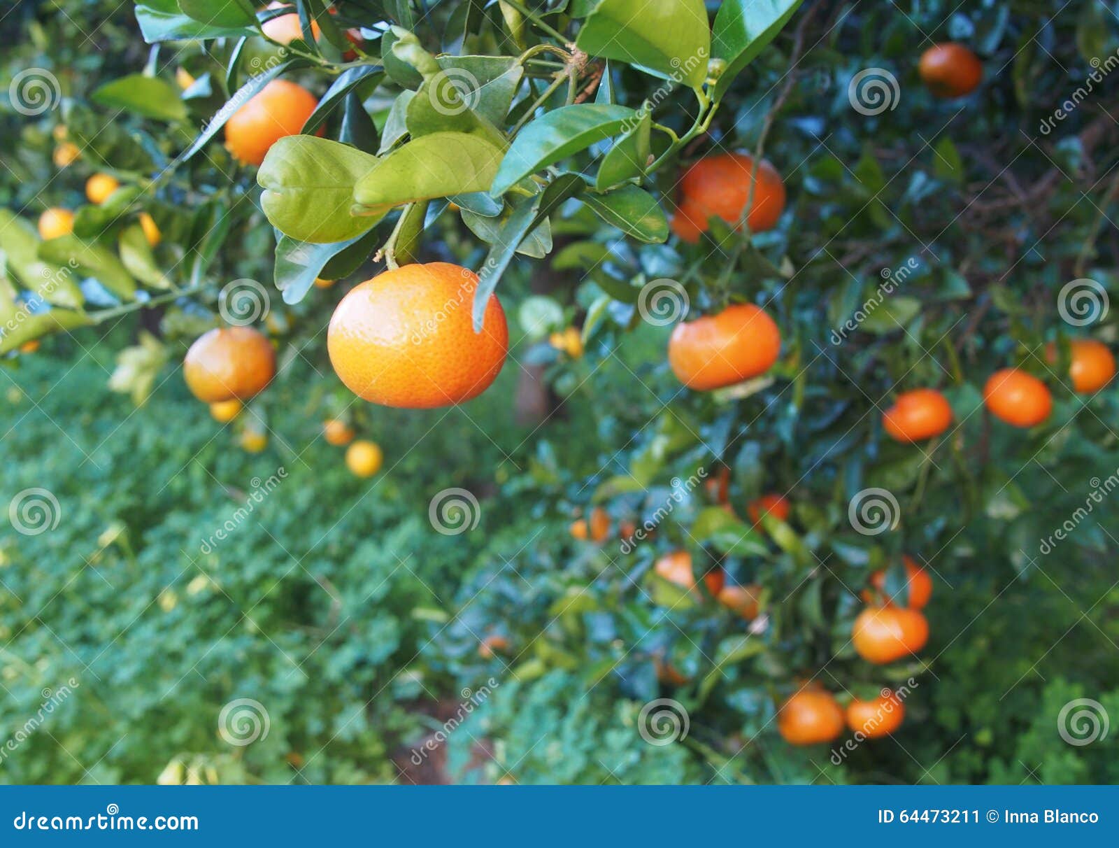 bloomy mandarina garden in valencia