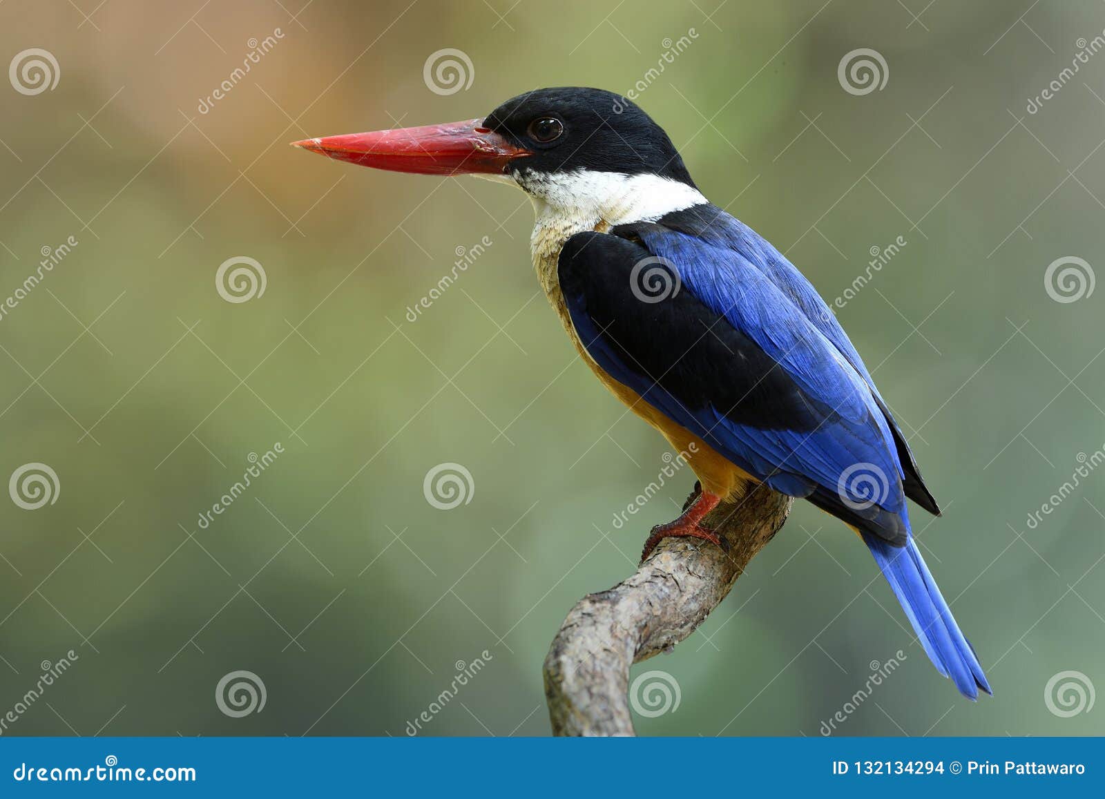 Bloot Calmly Stelt De Exoticl Blauwe Vogel Met Zwarte Hoofd En Rode ...