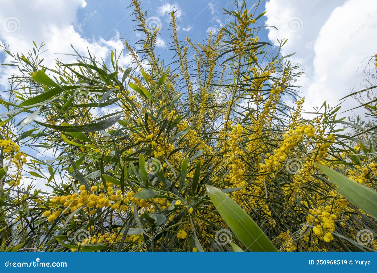 Blossom acacia tree stock image. Image of plant, acacia 250968519