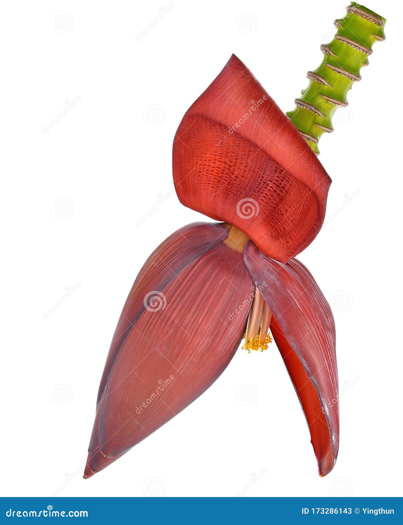 Blossom Banana Vegetable on White Background Stock Image Image of