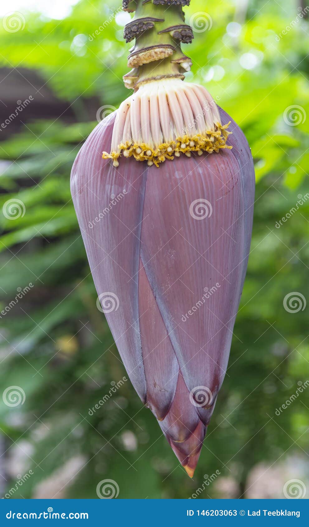 Blossom of Banana Tree , Thailand. Stock Image Image of lanscap