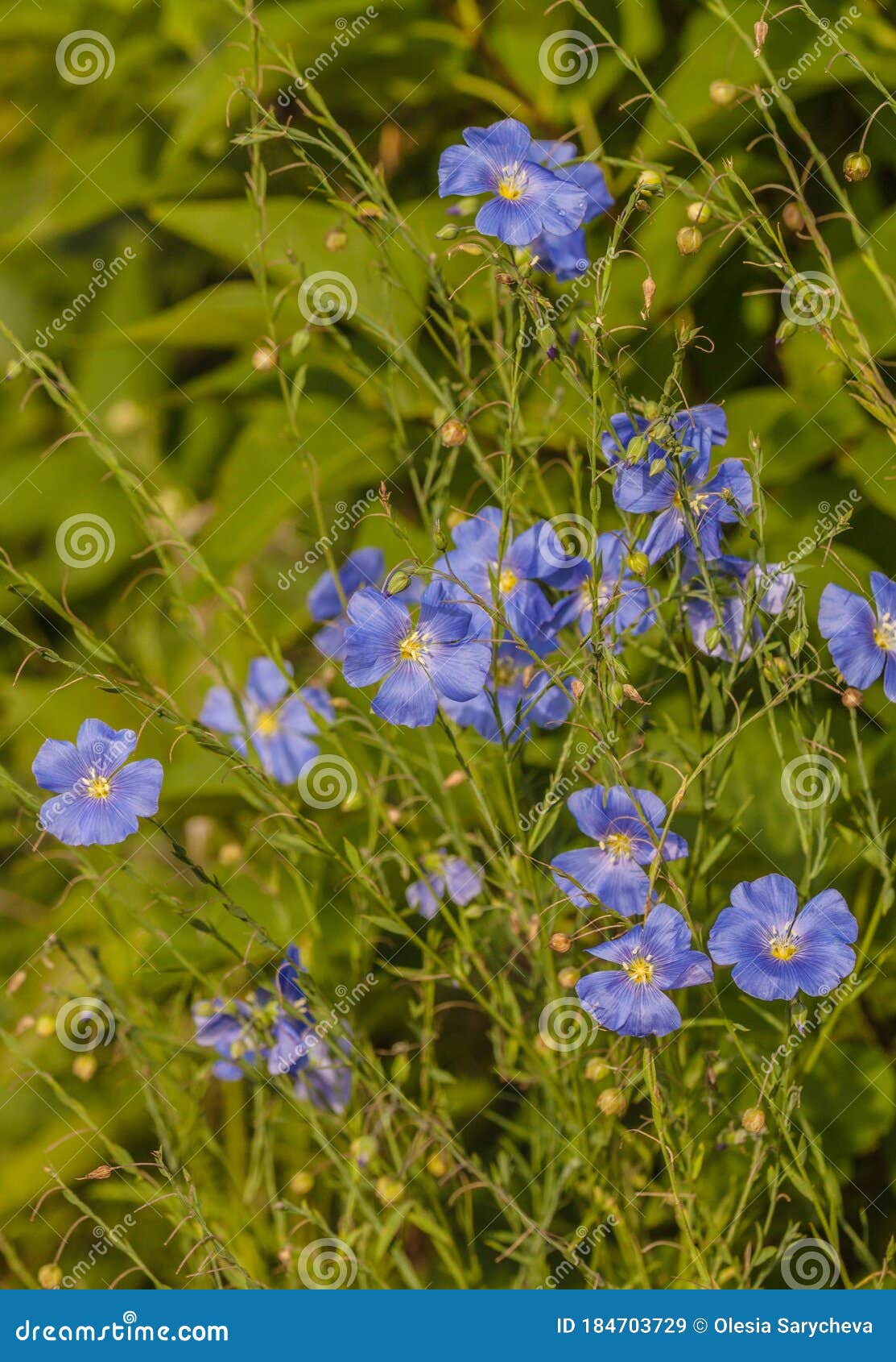 blossom blue decorative linen linum perenne