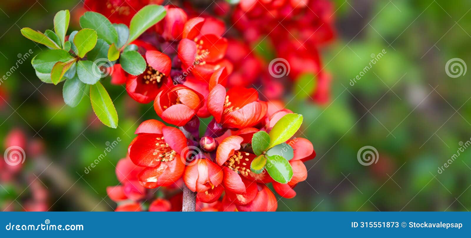 blossom of bright japanese quince in spring. red flowers of maule's quince. chaenomeles japonica from the rosaceae