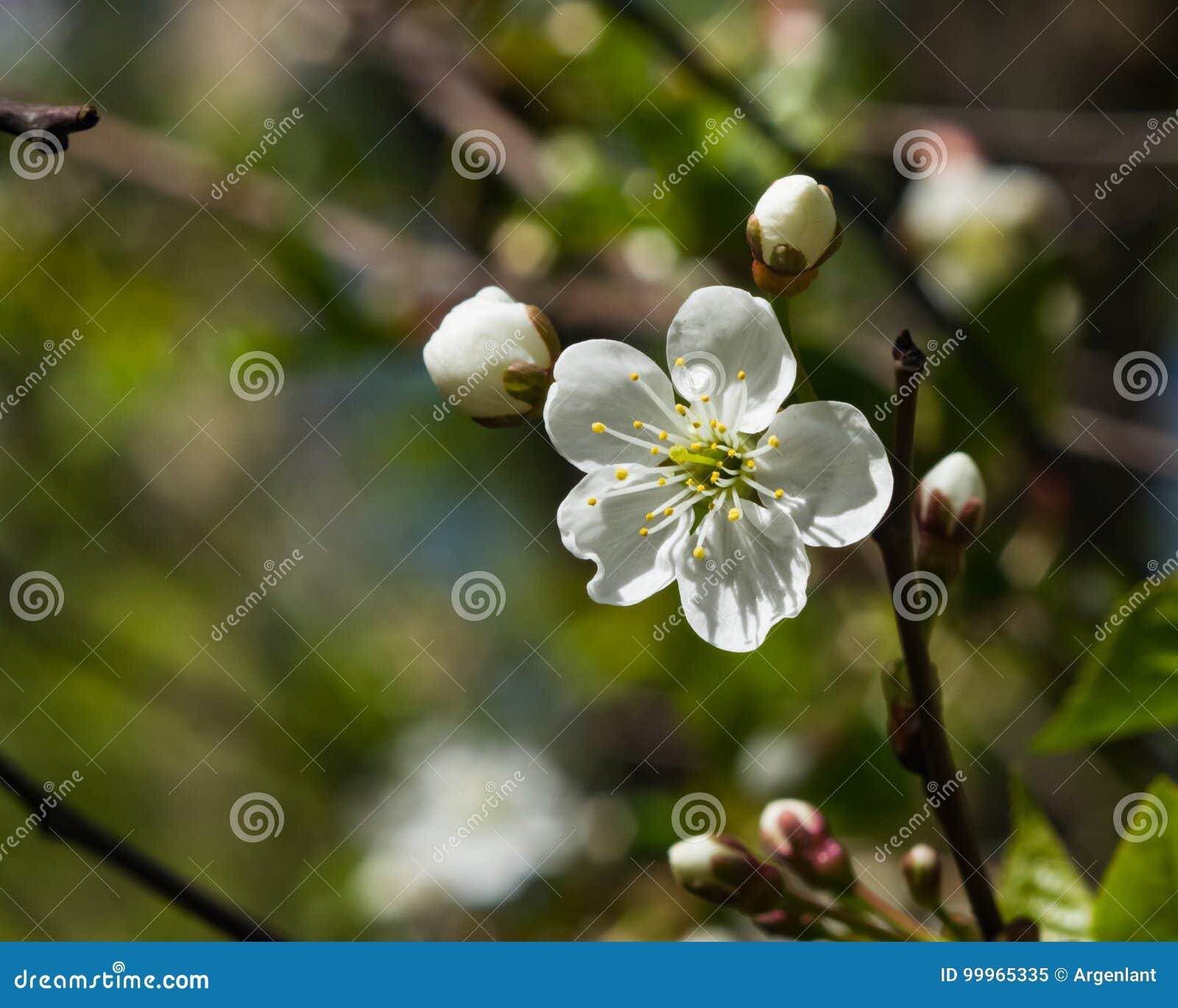 Blossom Of Cherry Tree With Bokeh Background Close Up Selective Focus