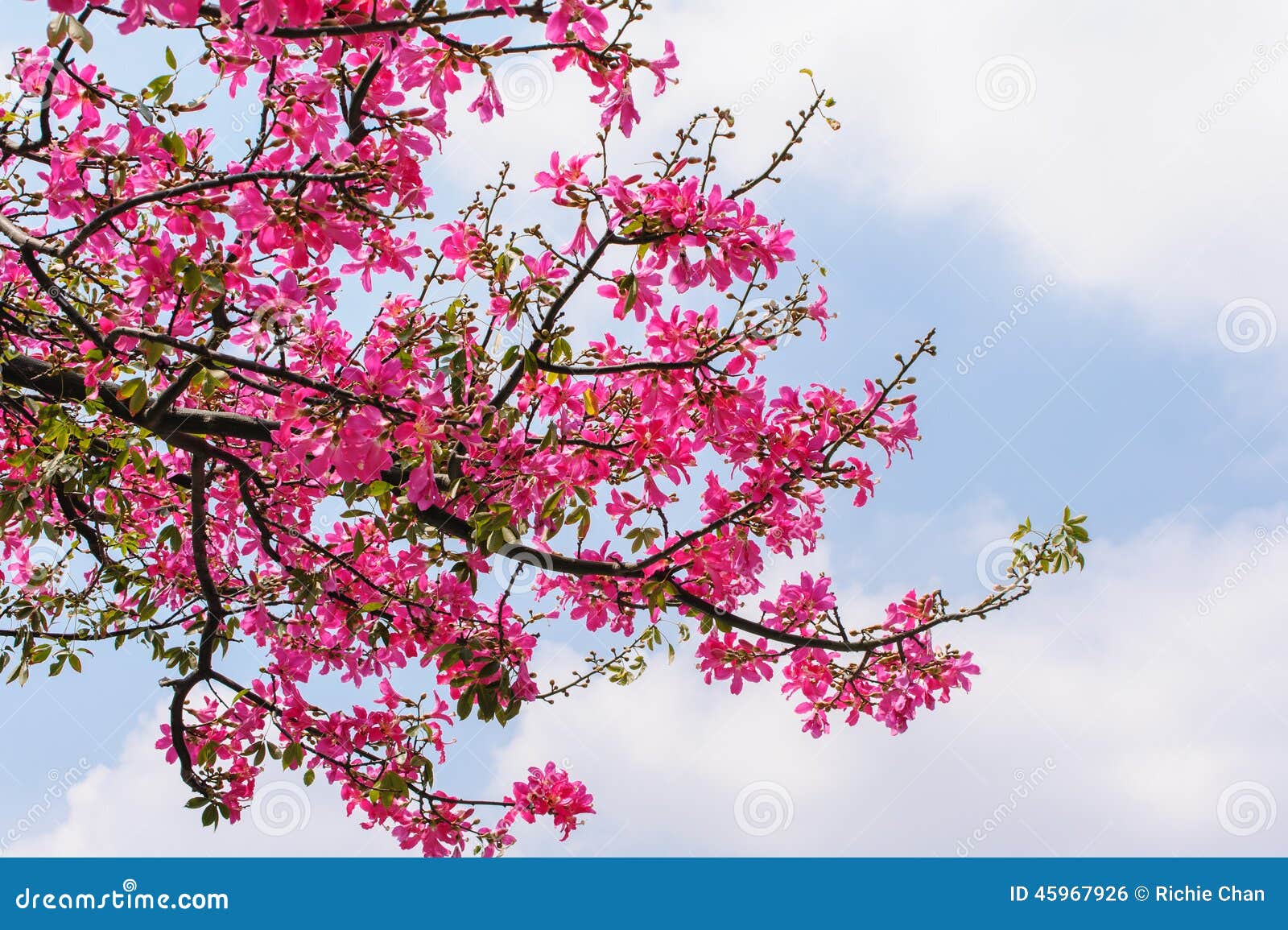 Blossom Of Floss Silk Tree Stock Photo Image Of Freshness