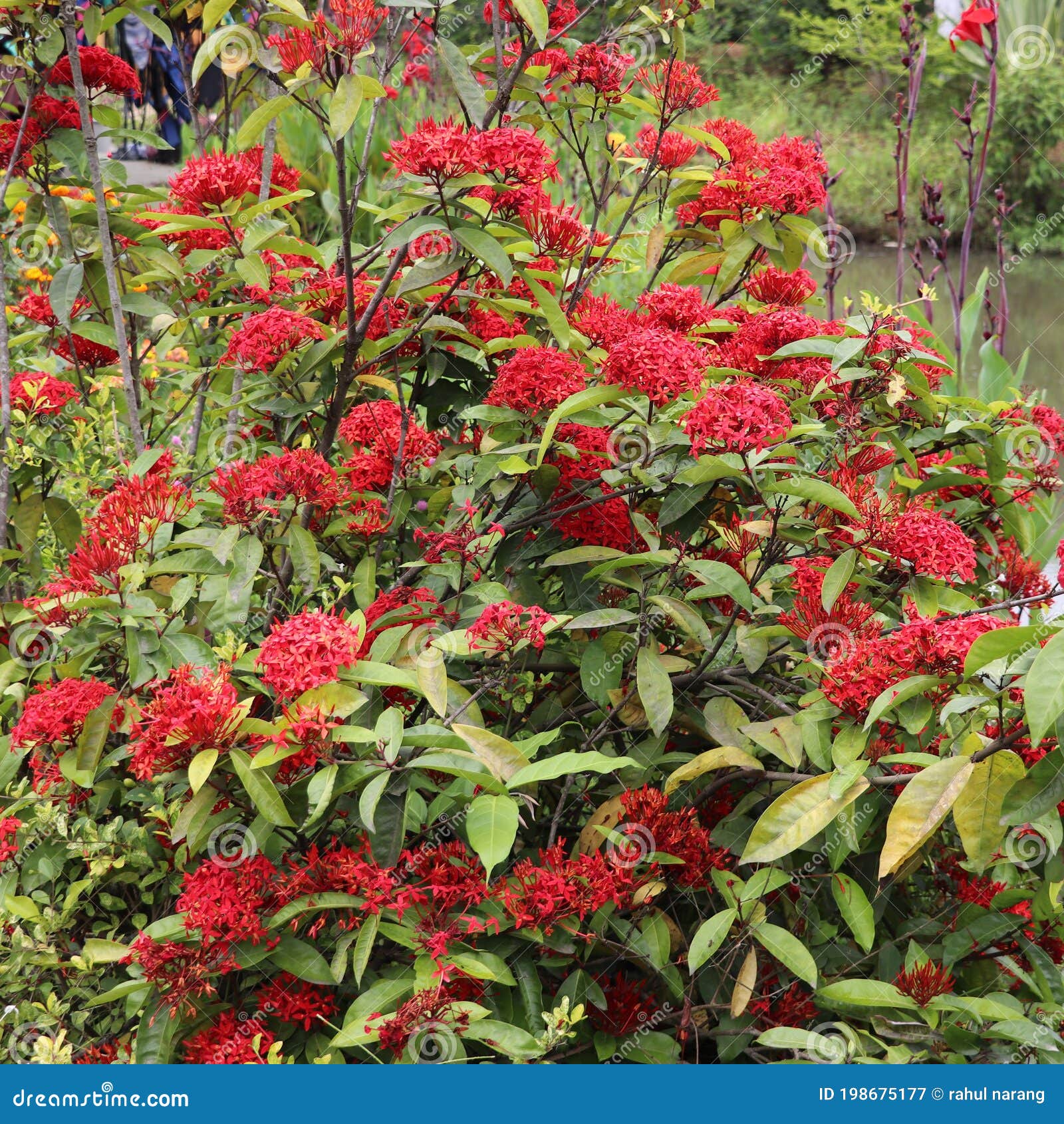 Blossom of Flowers at Shillong in India Stock Image Image of herb