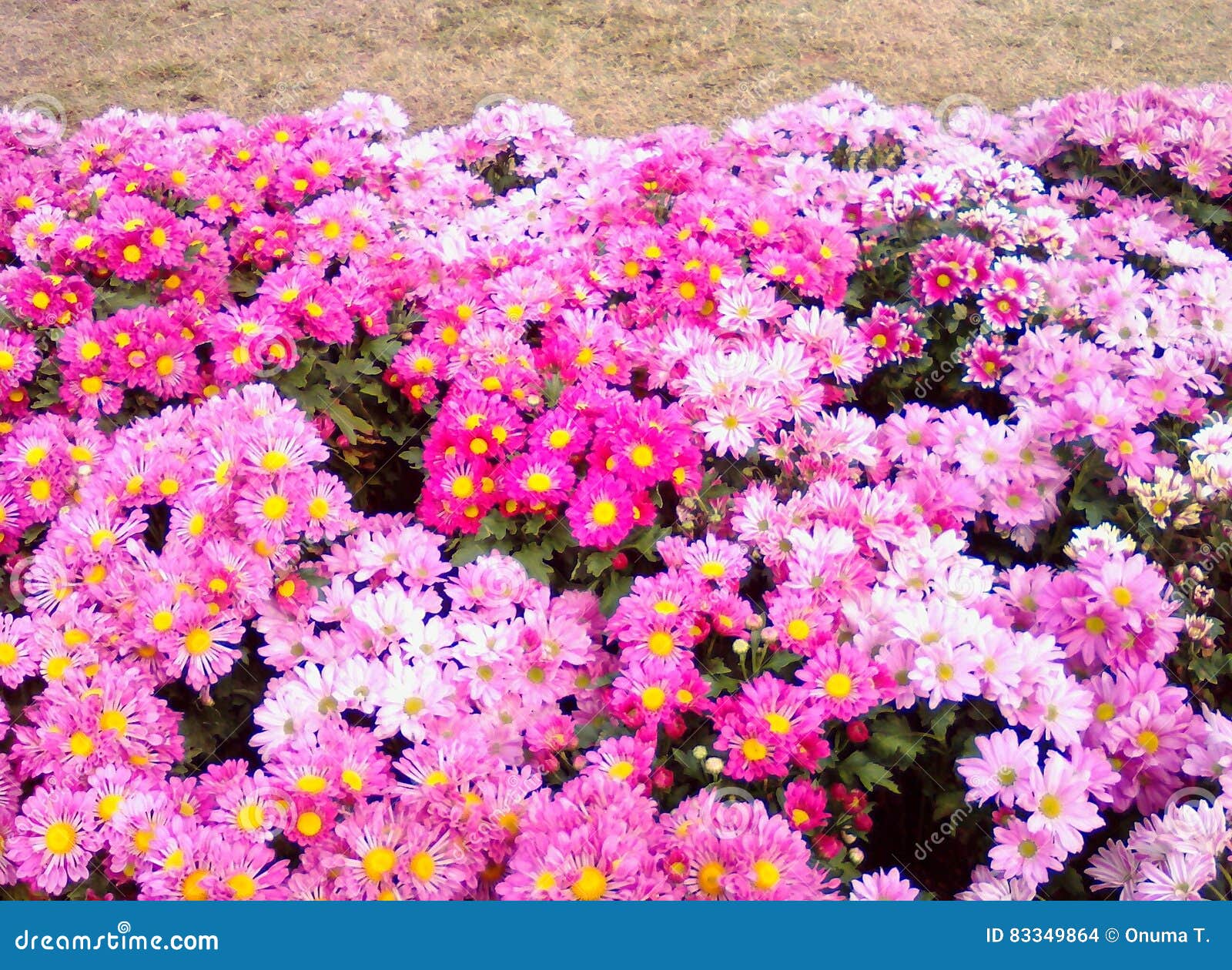 Blossom garden stock photo. Image of spring, lovely, outdoor 83349864