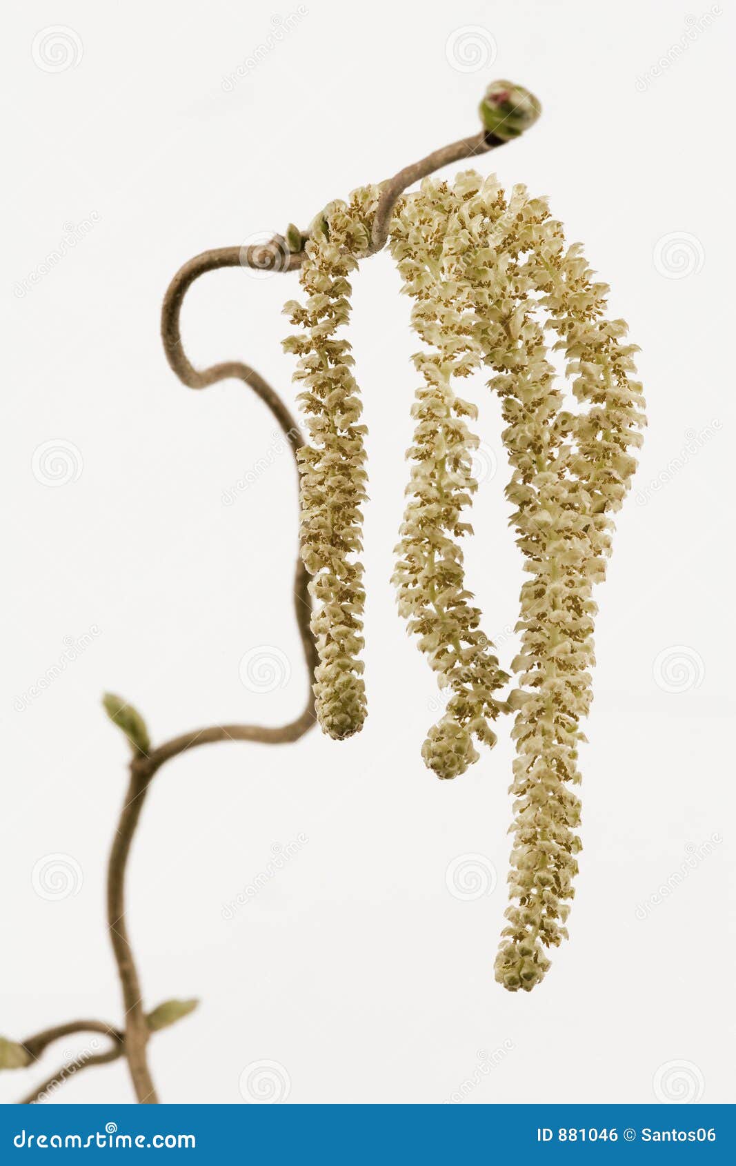 Blossom of hazelnut tree stock photo. Image of plant, growing 881046