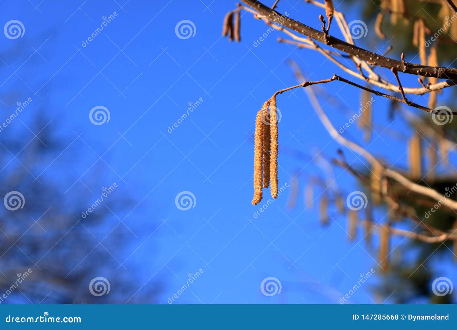 Blossom of Hazelnut Tree Against the Blue Sky Stock Photo Image of