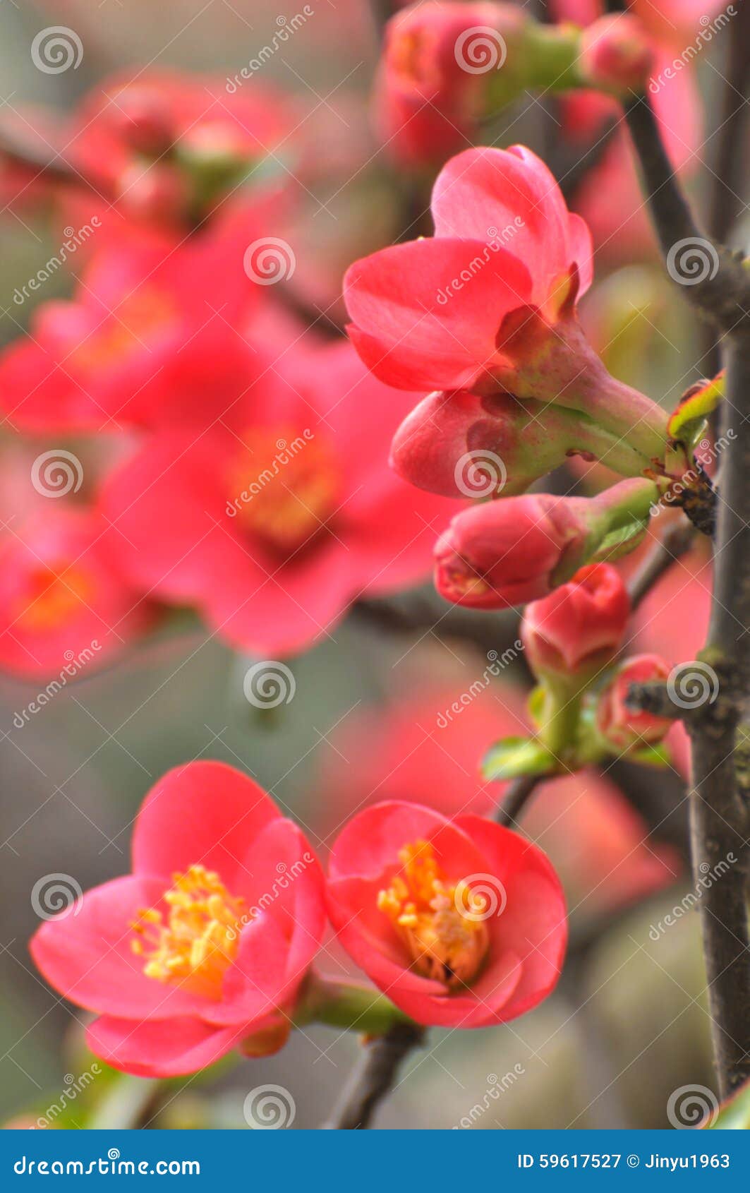 Blossom Japanese quince stock image. Image of japanese 59617527