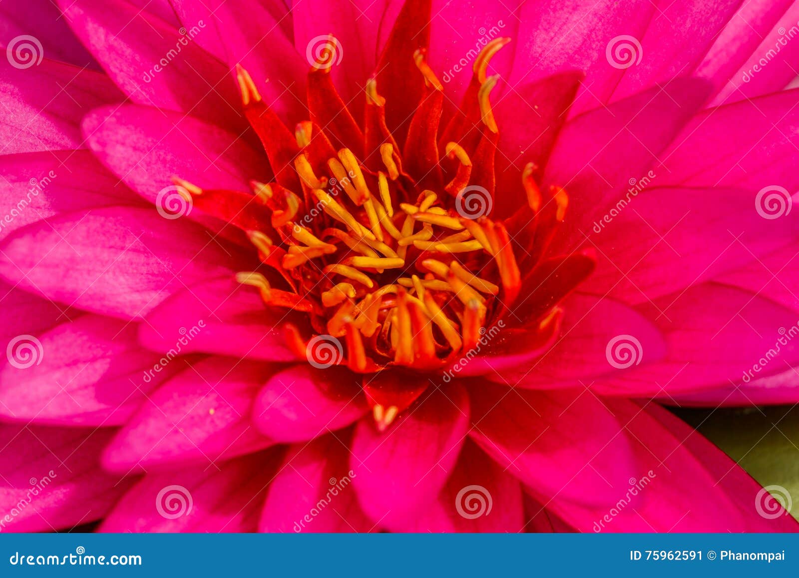 Blossom lotus flower stock image. Image of leaf, nature 75962591