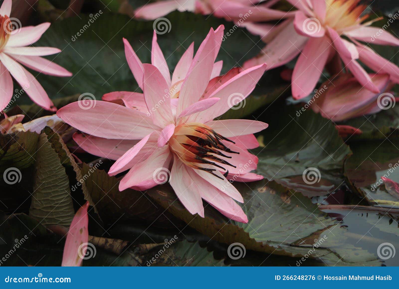 Blossom Lotus Flower in Japanese Pond; Focus on Flower Stock Photo ...