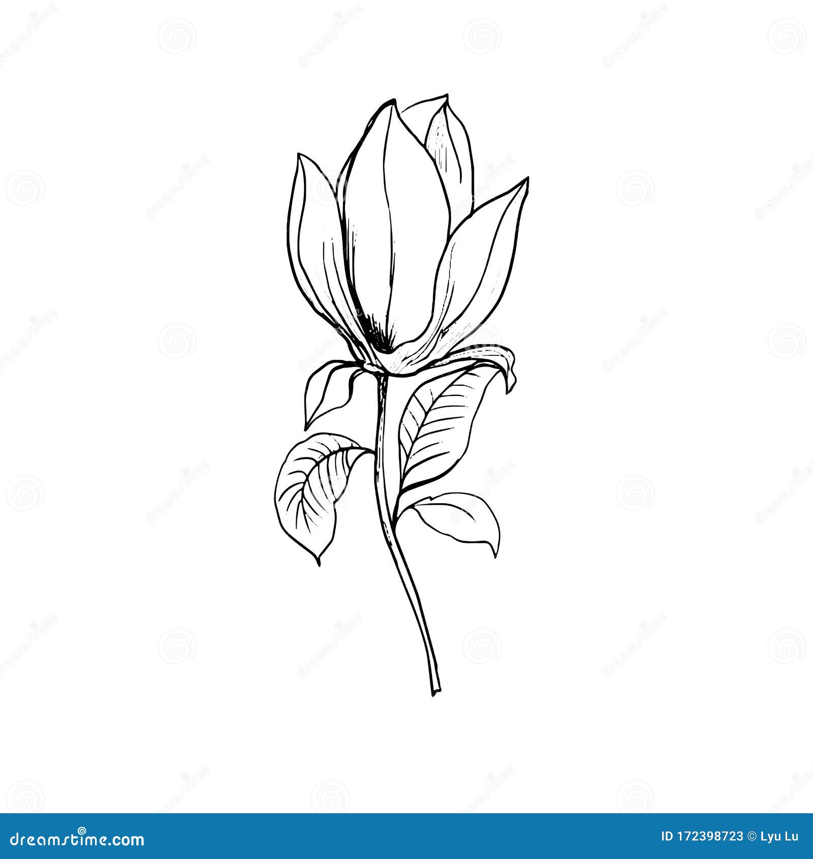 Blossom of Magnolia. Hand Draw Sketch Stock Vector - Illustration of ...