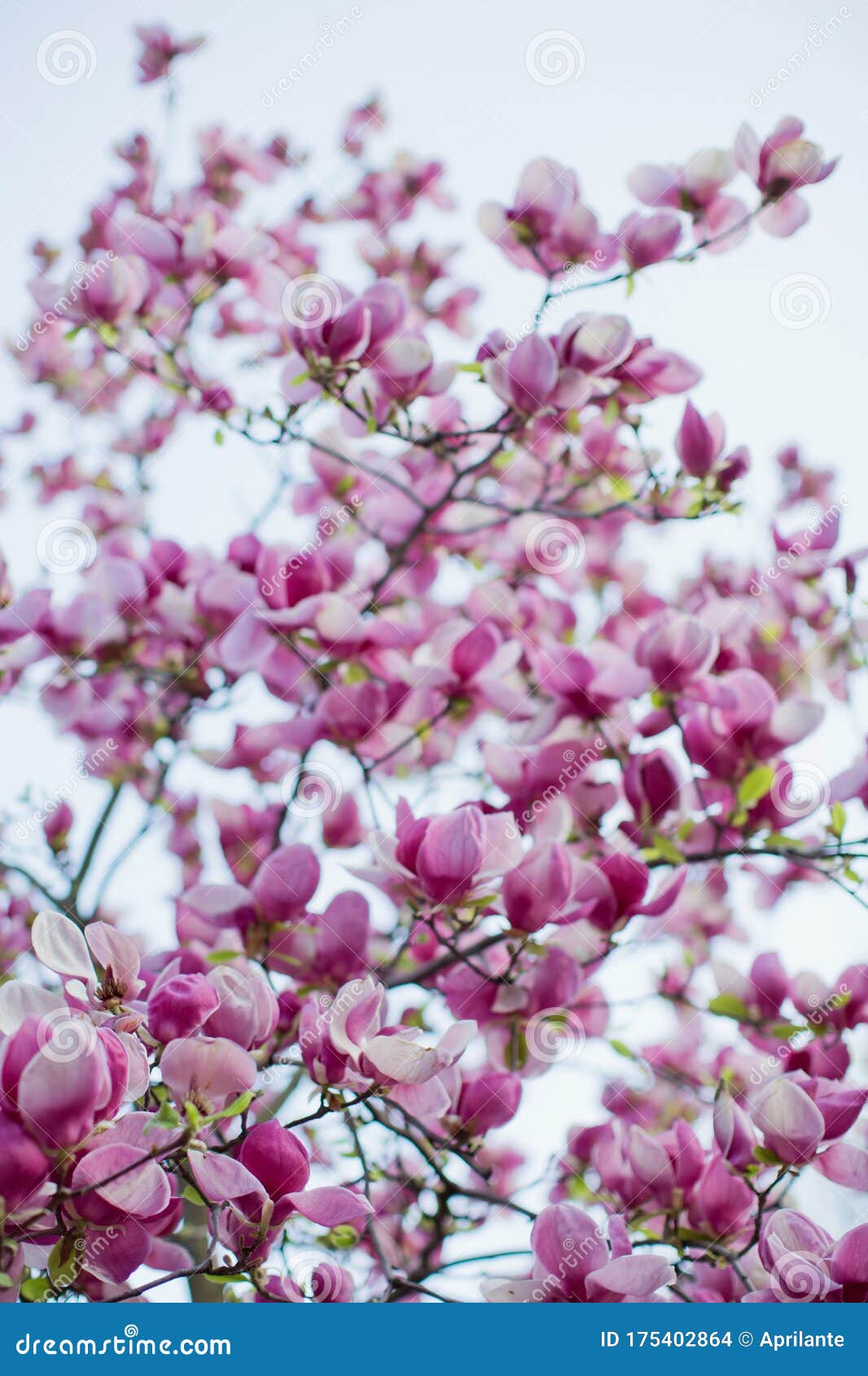 Blossom Magnolia Tree with Pink and White Flowers Stock Photo Image