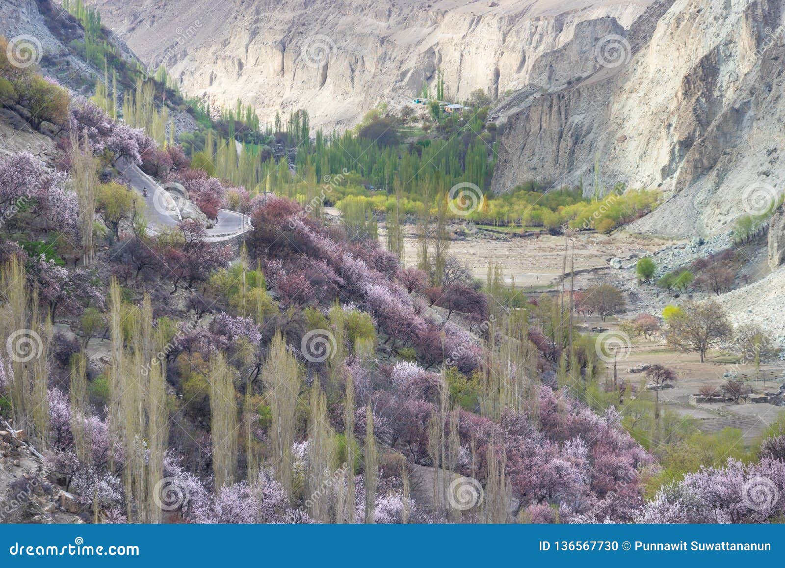 blossom in nagar valley in spring season, gilgit baltistan, pakistan