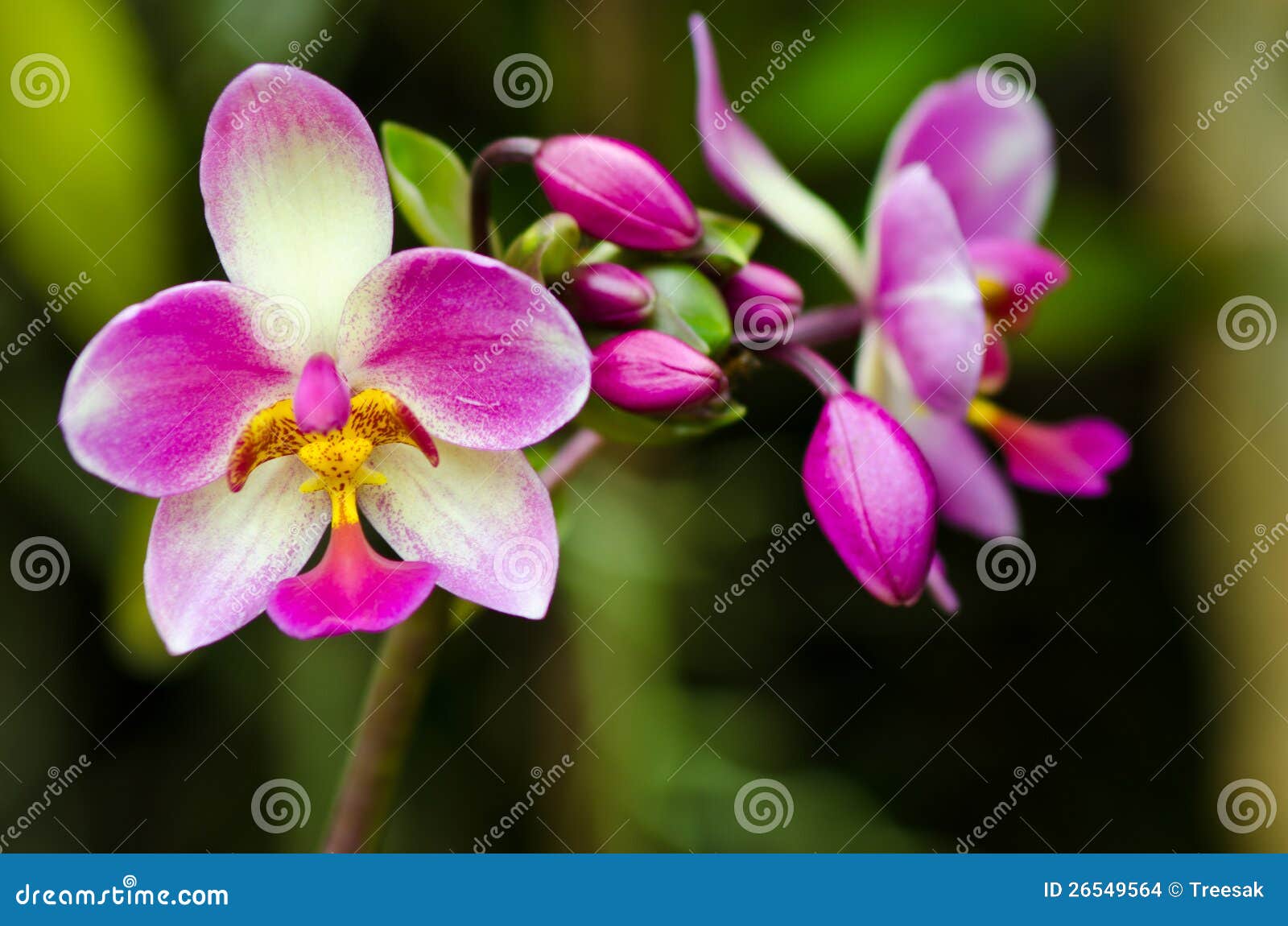 Blossom orchid stock photo. Image of fresh, plant, petal 26549564