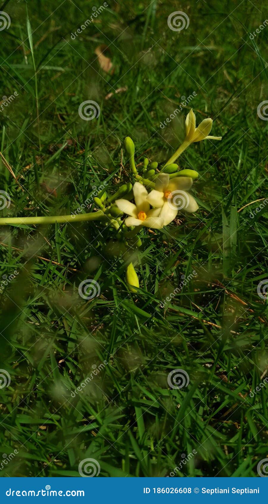Blossom White Papaya Flower in the Grass Stock Photo Image of