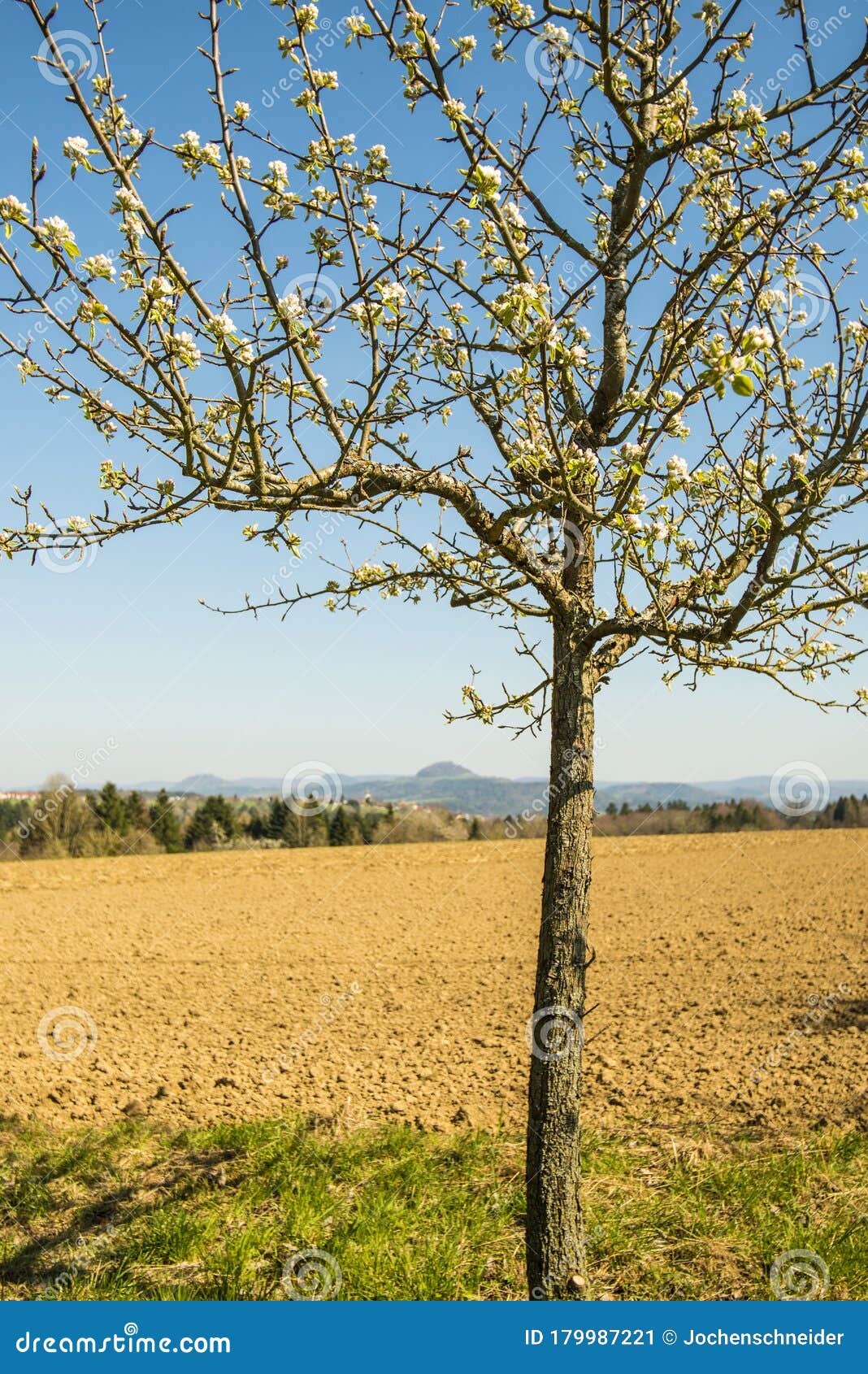 Blossom of a Pear Tree with Hill Stock Image Image of beautiful, germany 179987221