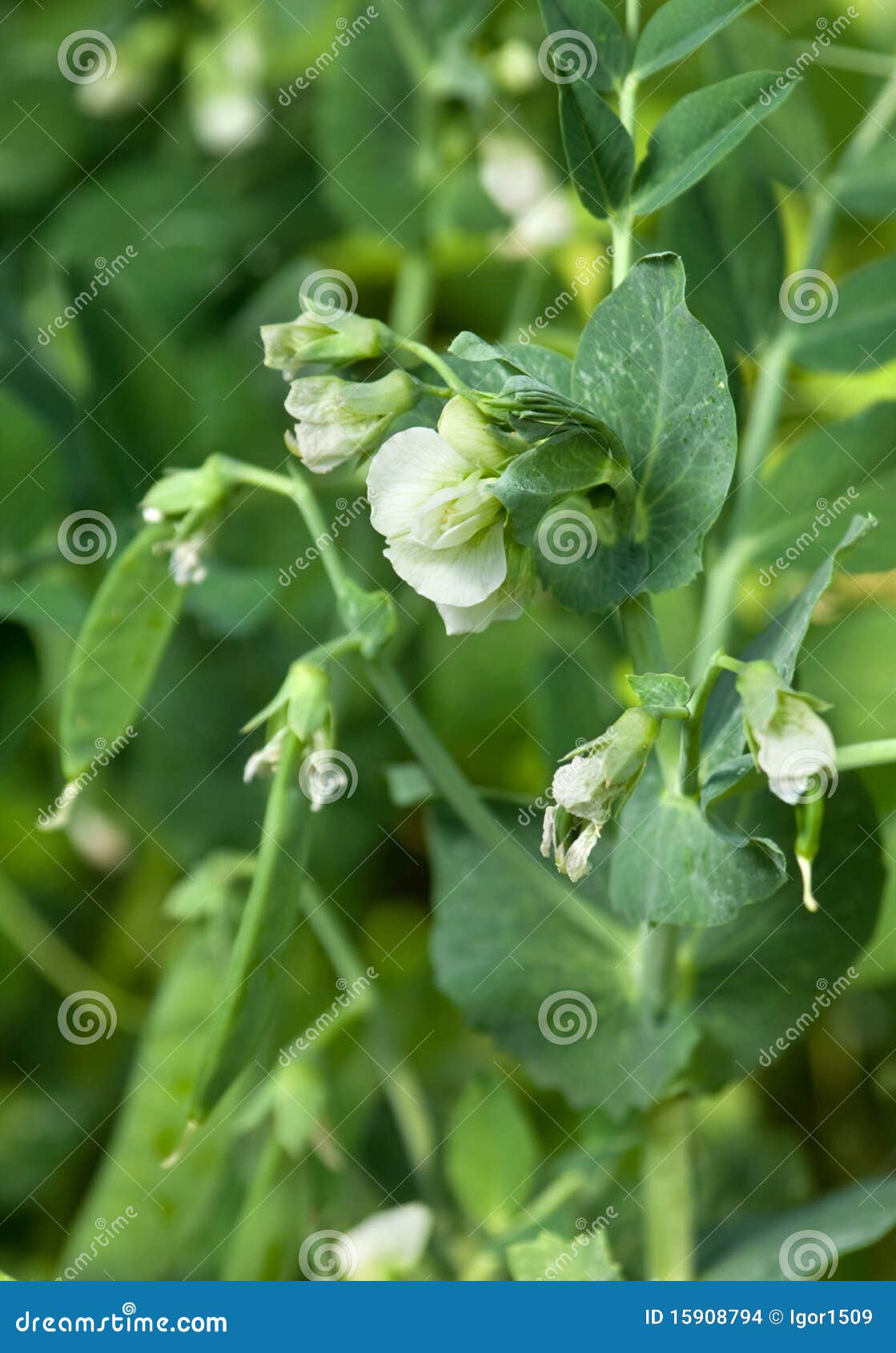 Blossom peas vegetable with flowers in garden