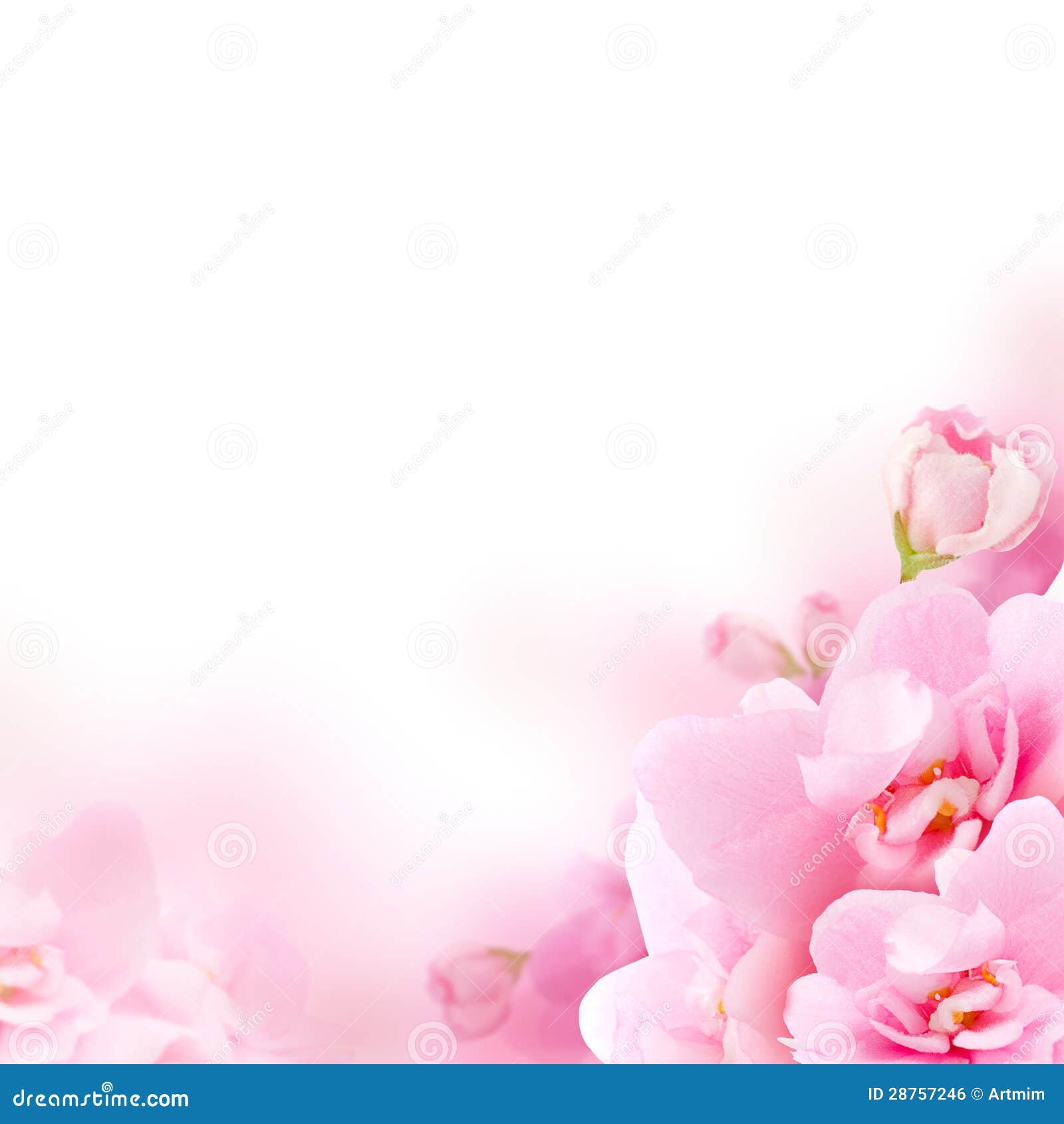 Pink Flower Background Images Browse 4013155 Stock Photos Vectors and Video Adobe Stock