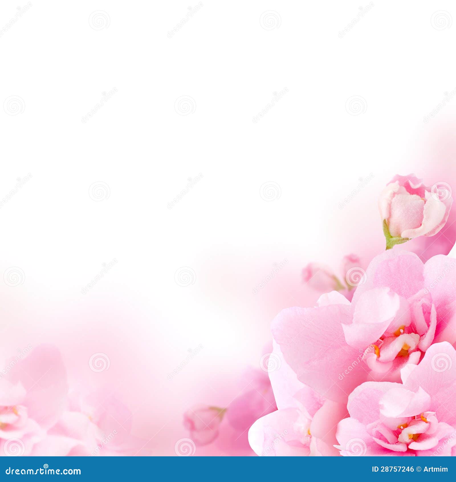 Blossom - Pink Flower, Floral Background Stock Photo - Image of concept,  beautiful: 28757246