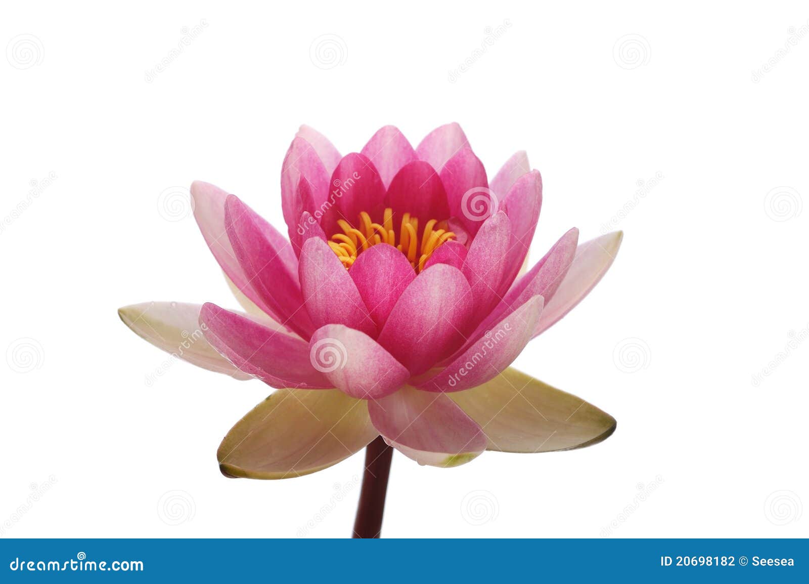 Blossom Pink Lotus Flower Head Stock Photo Image of lotus, pink 20698182
