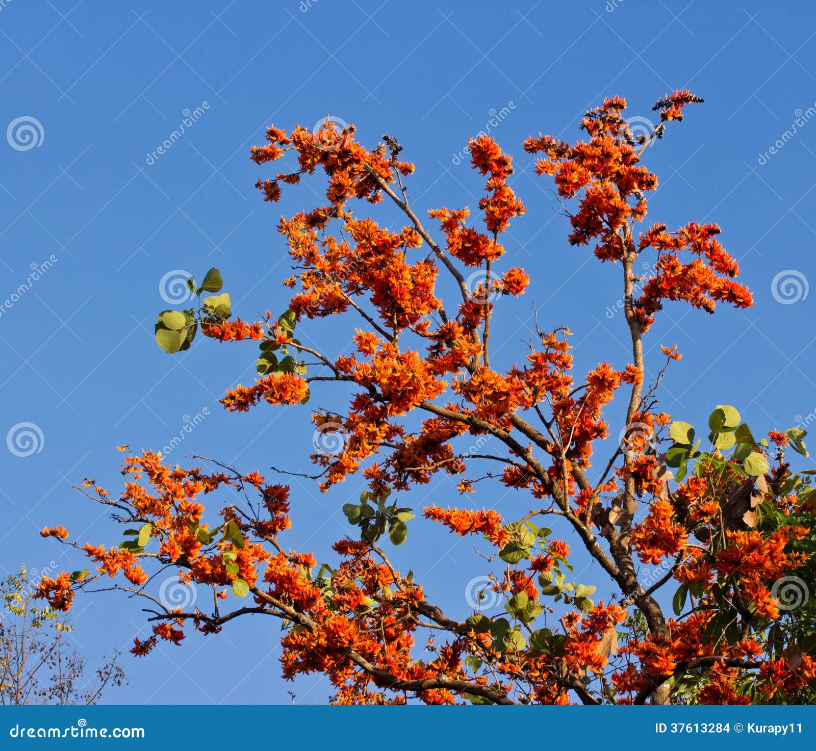 Blossom of the Red Silk Cotton Tree Stock Photo Image of ceiba