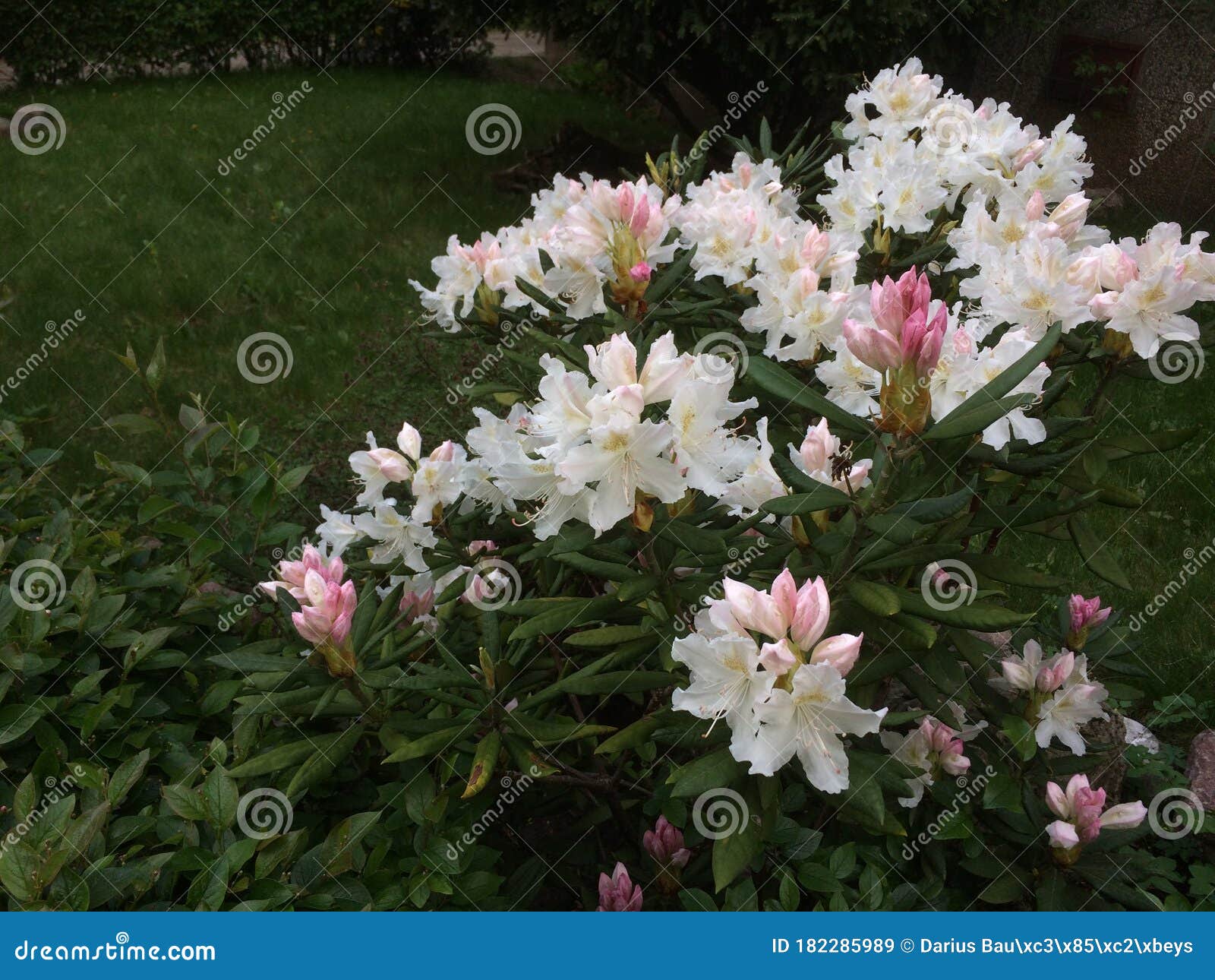 blossom of rhododendron in garden