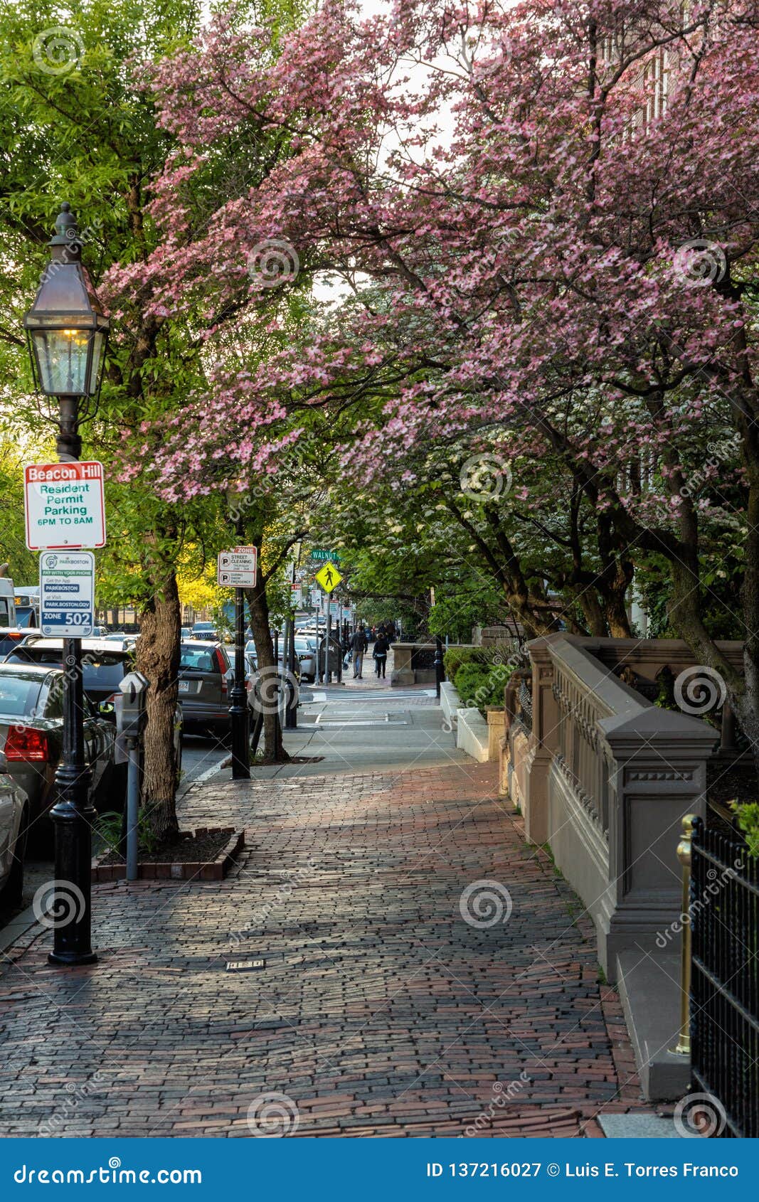 The Blossom In Spring Editorial Photography Image Of Green