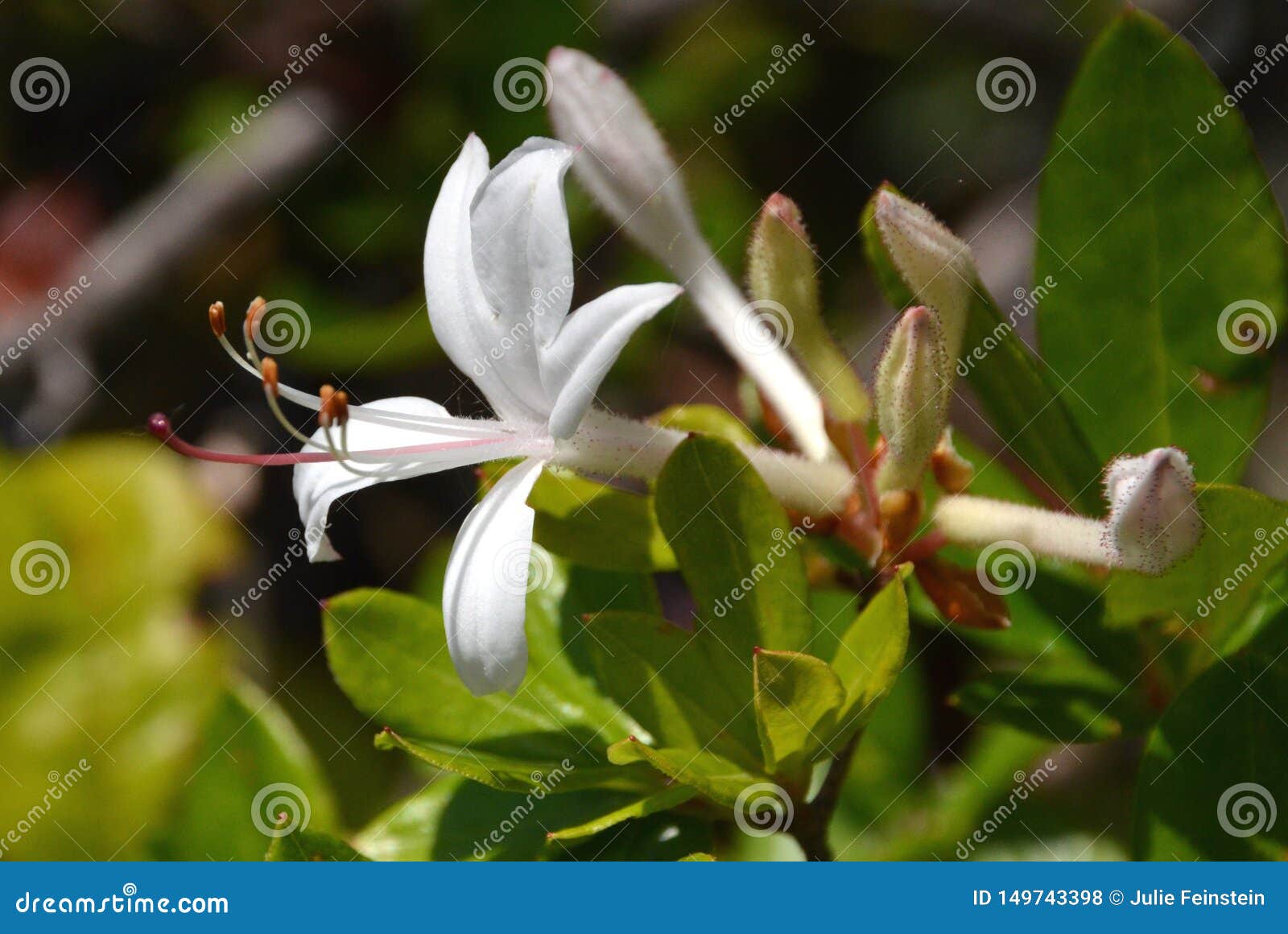 Swamp Azalea Stock Photo Image Of Azalea Rhododendron 149743398