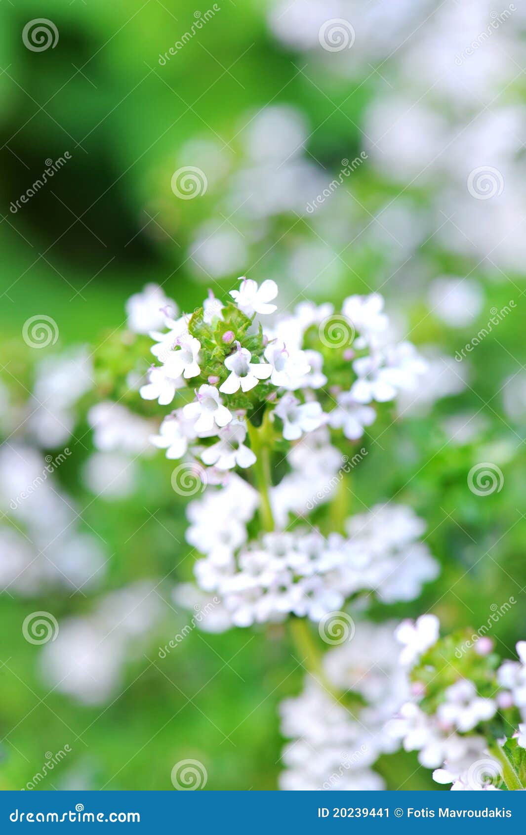 Blossom thyme stock image. Image of spices, cooking, fragrant 20239441