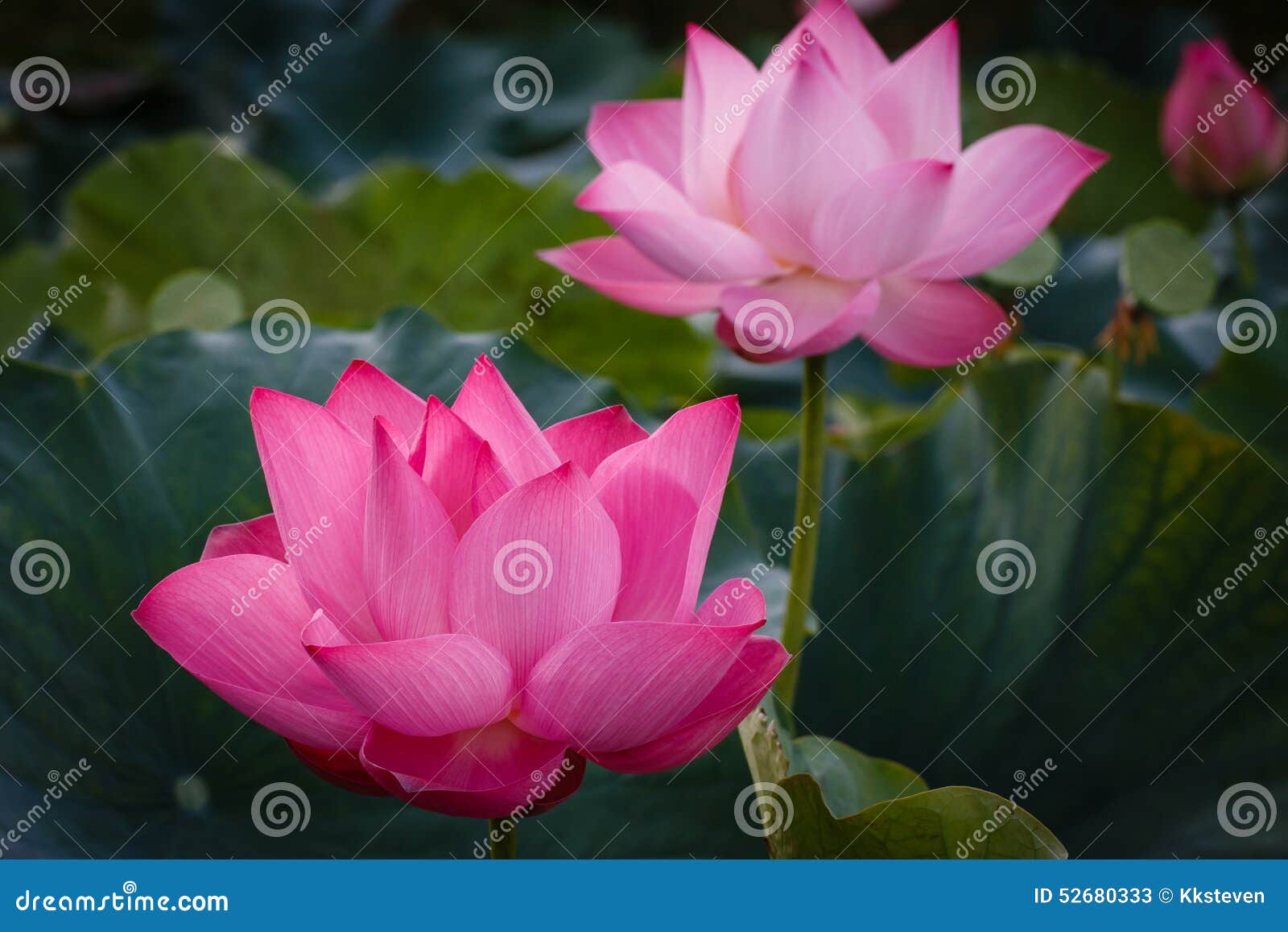 The Blossom Timelapse of Lotus Flower Stock Image Image of clean