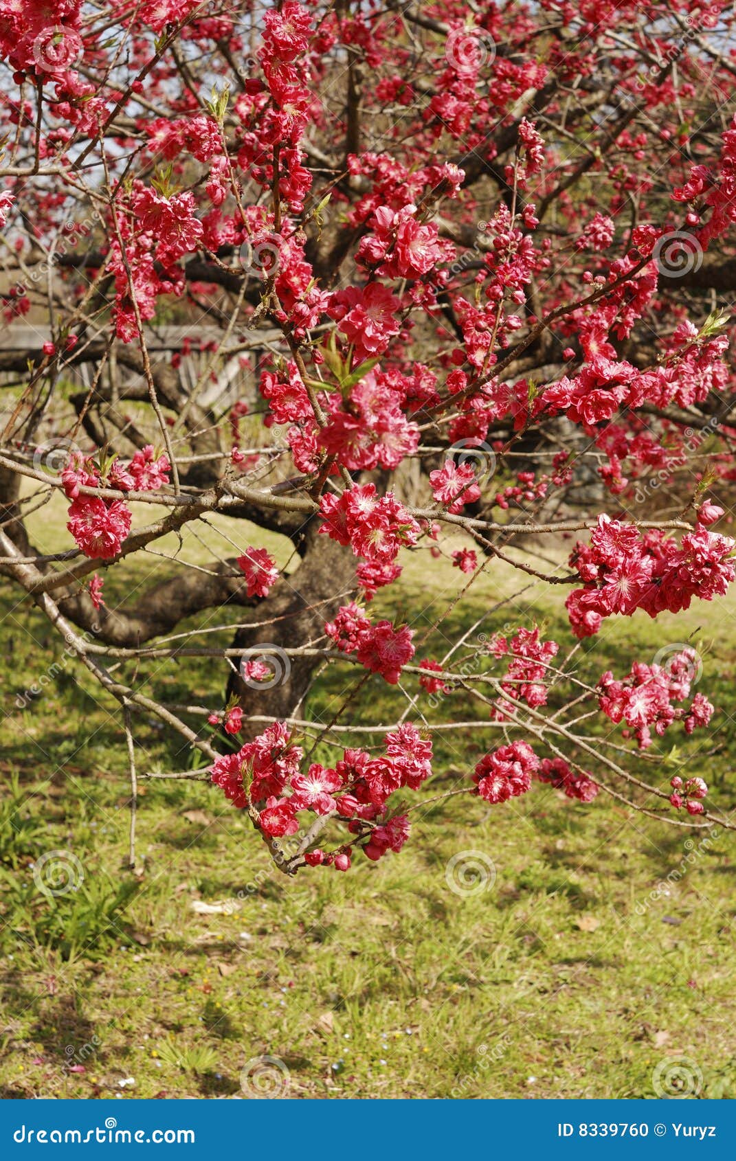 Blossom tree stock photo. Image of grass, nature, flower 8339760