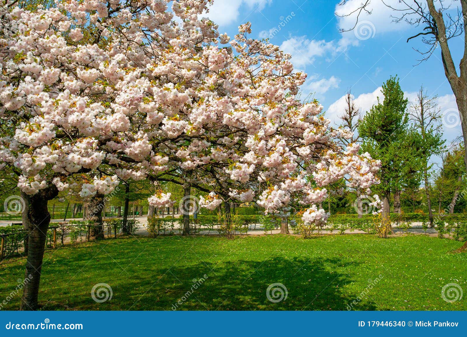 Blossom Tree with Delicate Flowers in Park Stock Photo - Image of ...