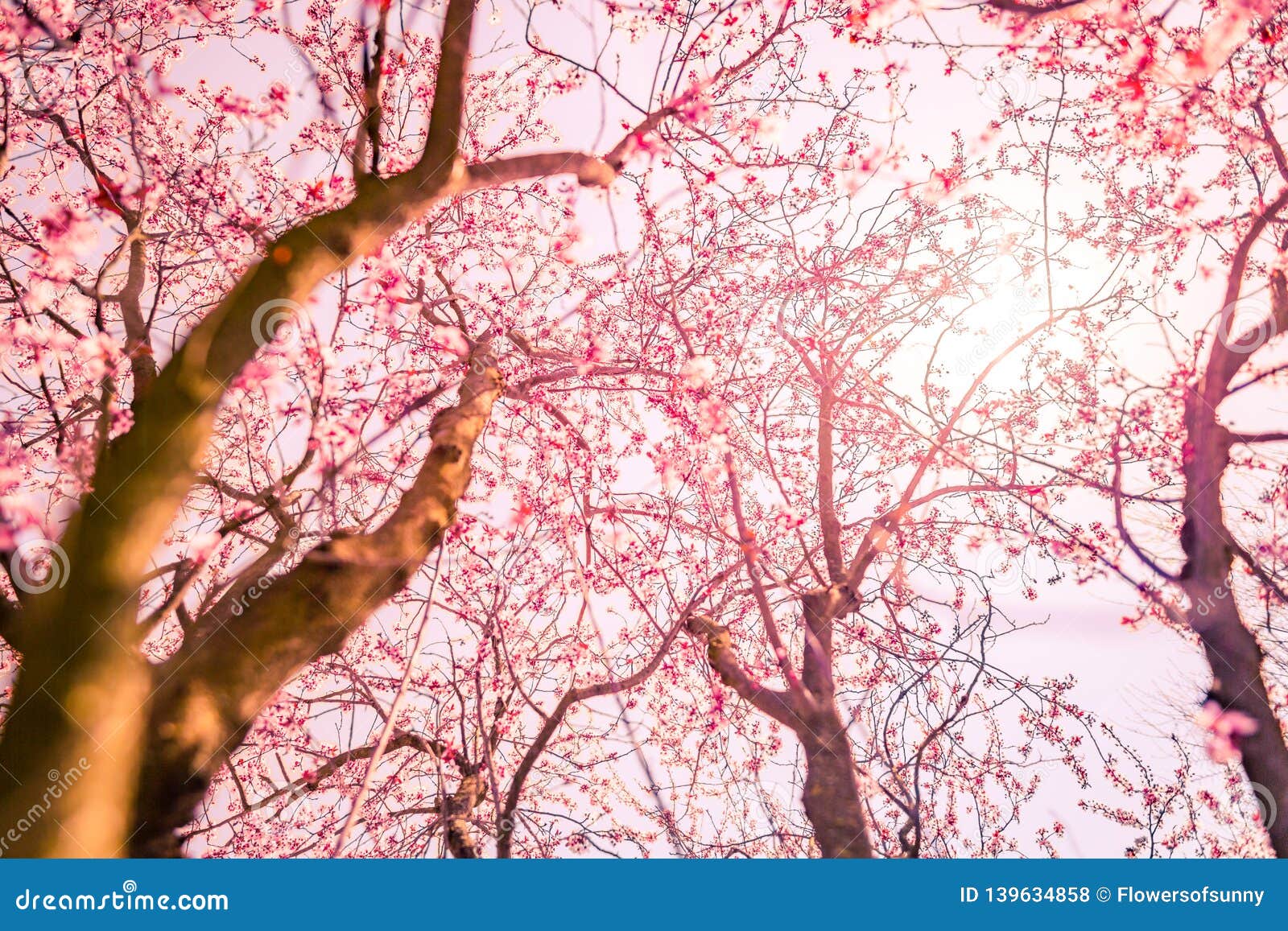 Spring Blossom Background. Beautiful Nature Scene with Blooming Tree and  Sun Flare Sunny Day. Spring Flowers. Beautiful Nature Stock Photo - Image  of colorful, bokeh: 139634858