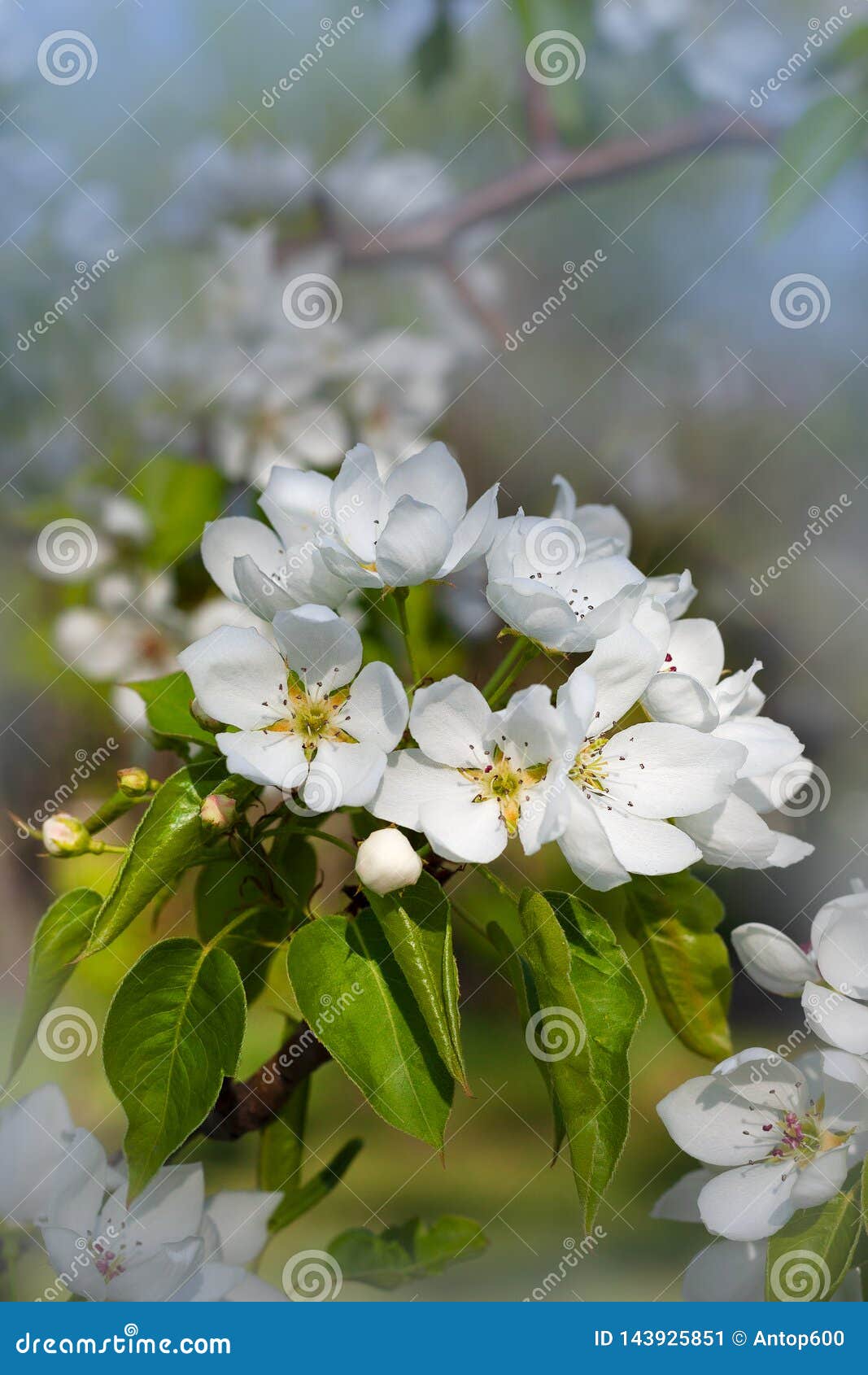 White Flowers on Apple Tree in Spring Stock Image Image of nature