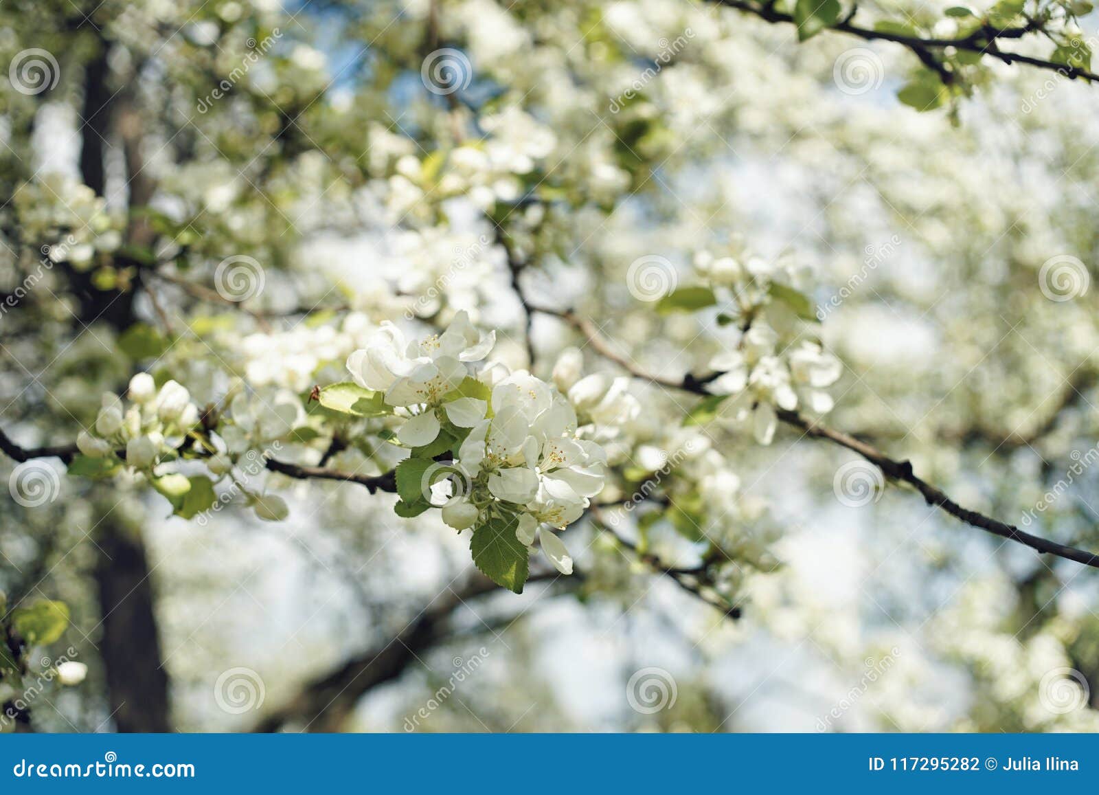 Apple Blossom Tree Branch White Flower Blue Sky Sunlight Garden Stock Photo Image Of Flowers Sunlight Apple Blossom Tree Branch White Flower Blue Sky Sunlight Garden Stock Photo Image Of Flowers Sunlight